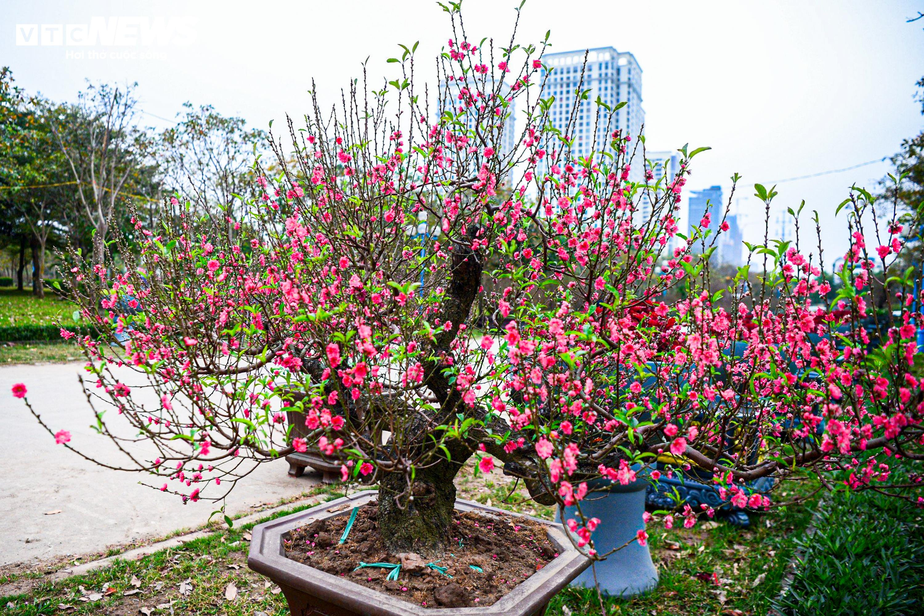 Chủ vườn ở Hà Nội đắp rêu giữ ẩm, chăm đào cổ thụ đón Tết Nguyên đán - 1