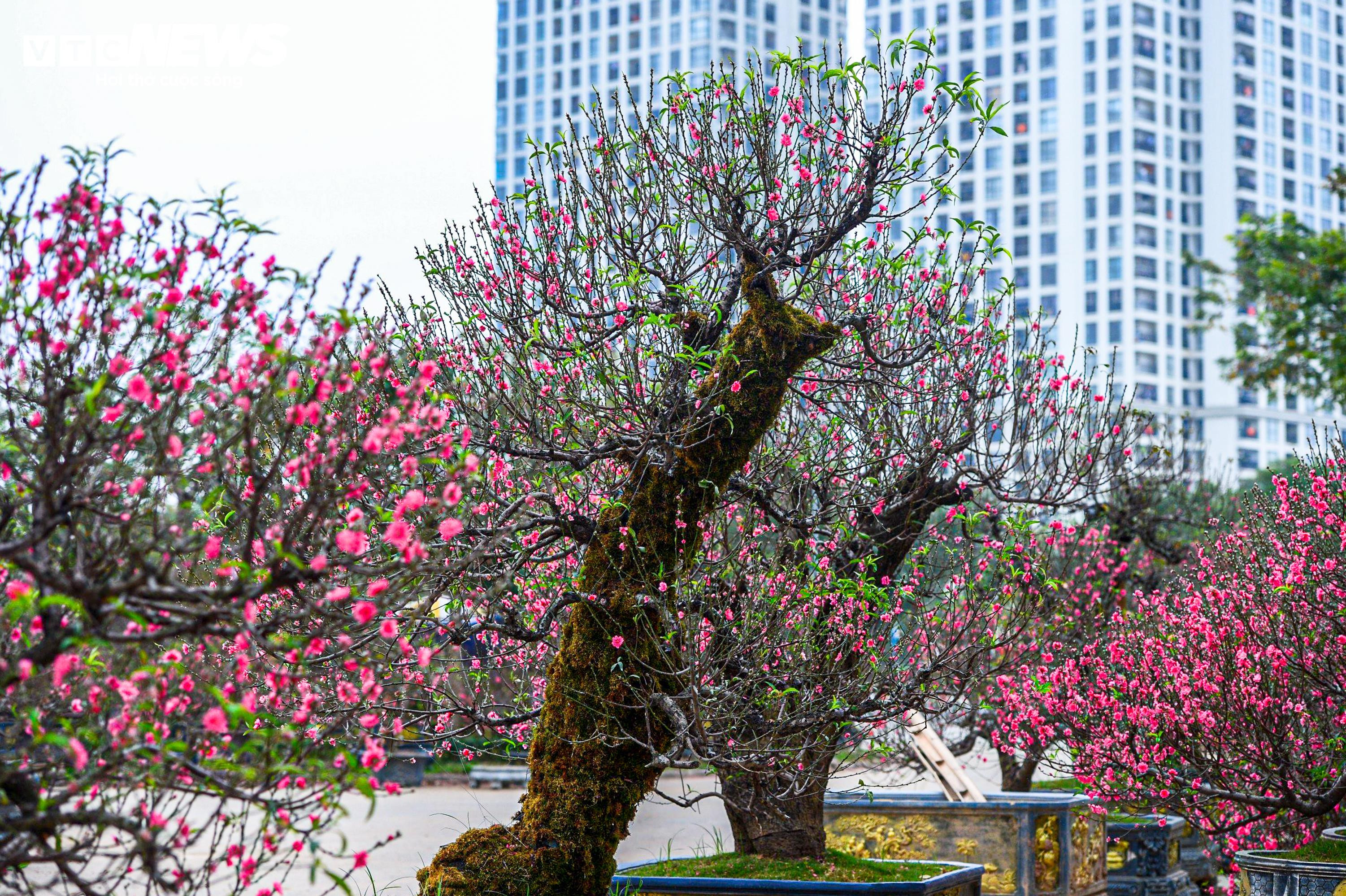 Chủ vườn ở Hà Nội đắp rêu giữ ẩm, chăm đào cổ thụ đón Tết Nguyên đán - 2