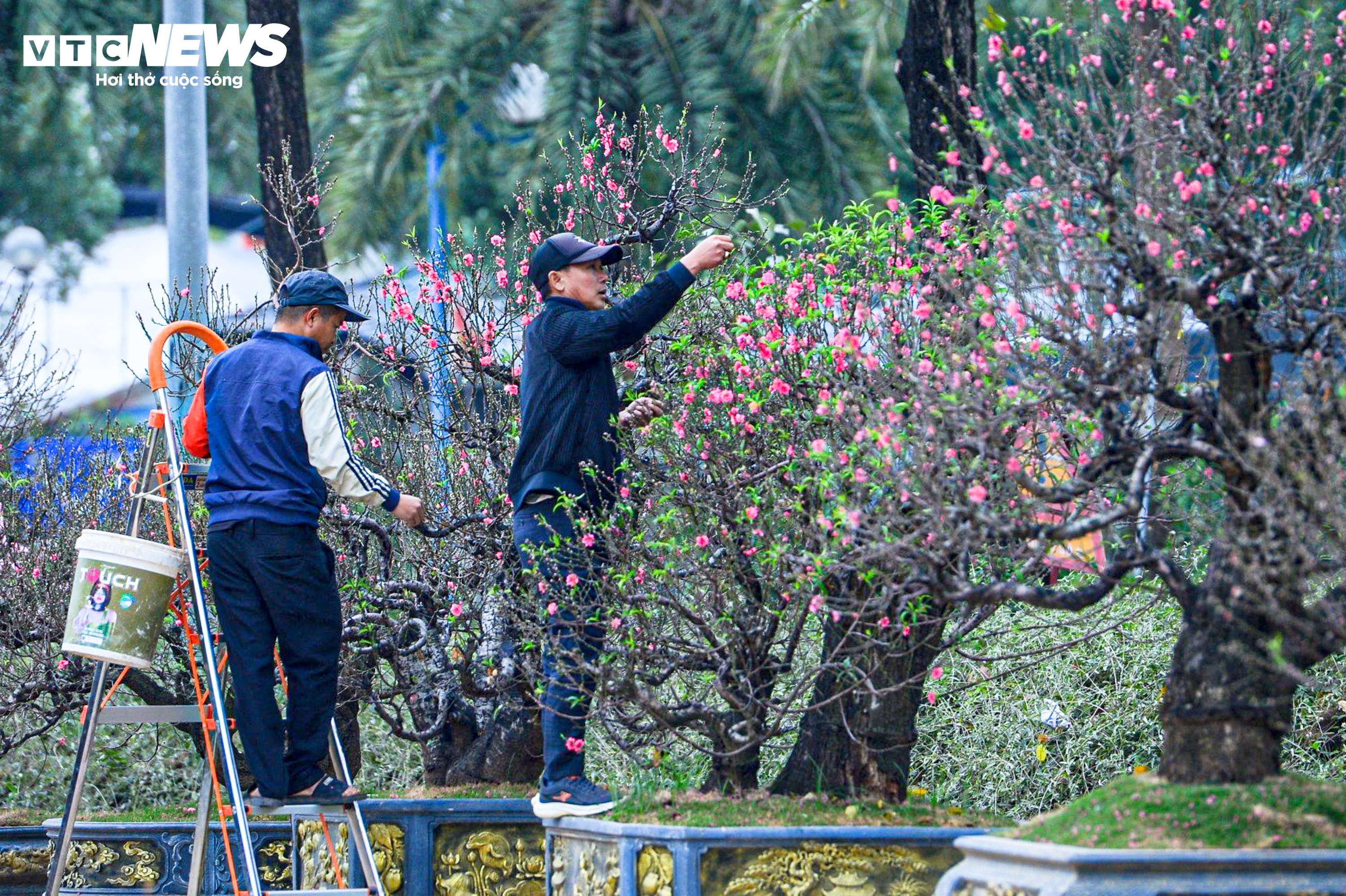 Chủ vườn ở Hà Nội đắp rêu giữ ẩm, chăm đào cổ thụ đón Tết Nguyên đán - 3