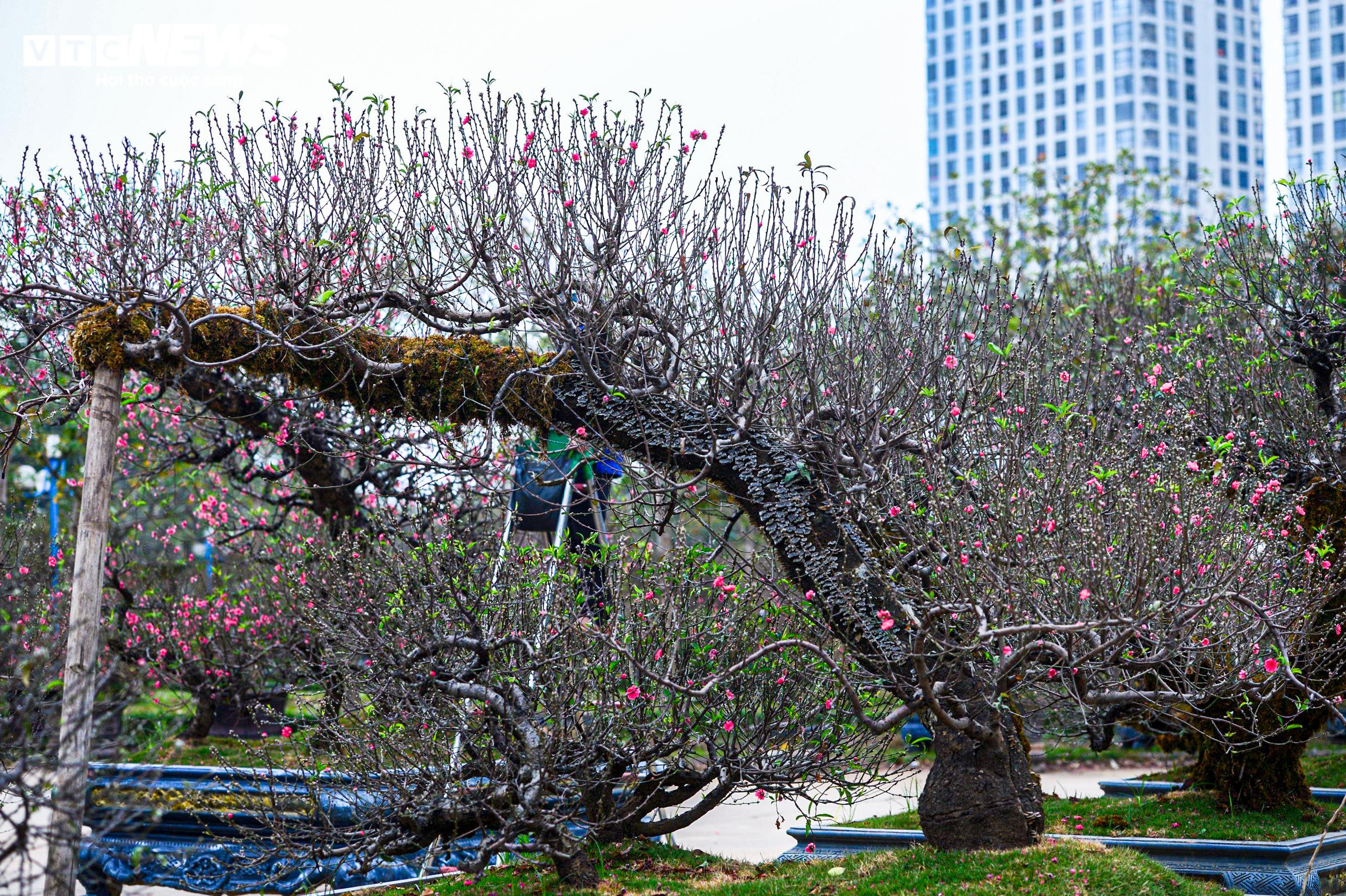 Chủ vườn ở Hà Nội đắp rêu giữ ẩm, chăm đào cổ thụ đón Tết Nguyên đán - 4