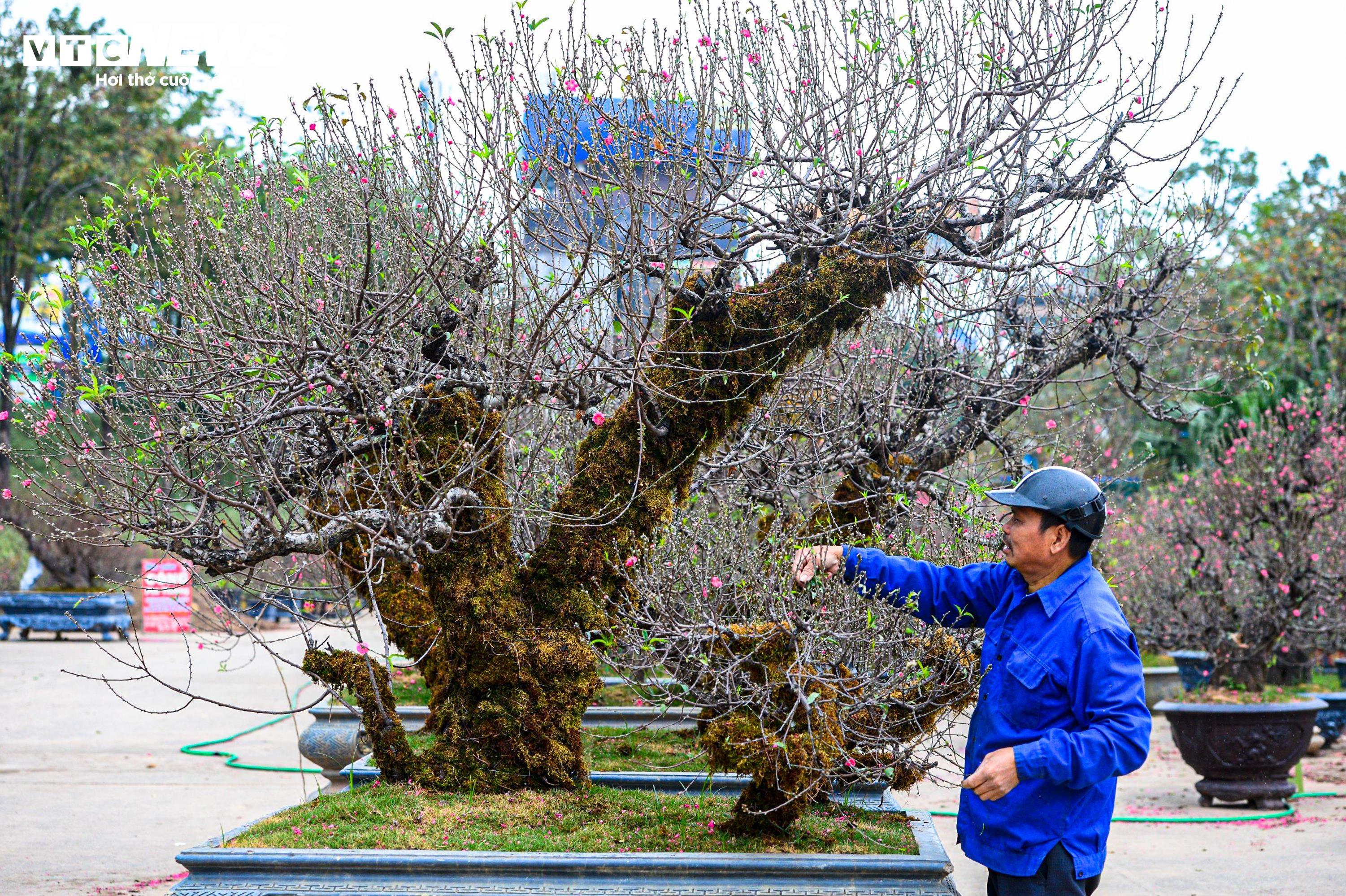 Chủ vườn ở Hà Nội đắp rêu giữ ẩm, chăm đào cổ thụ đón Tết Nguyên đán - 5