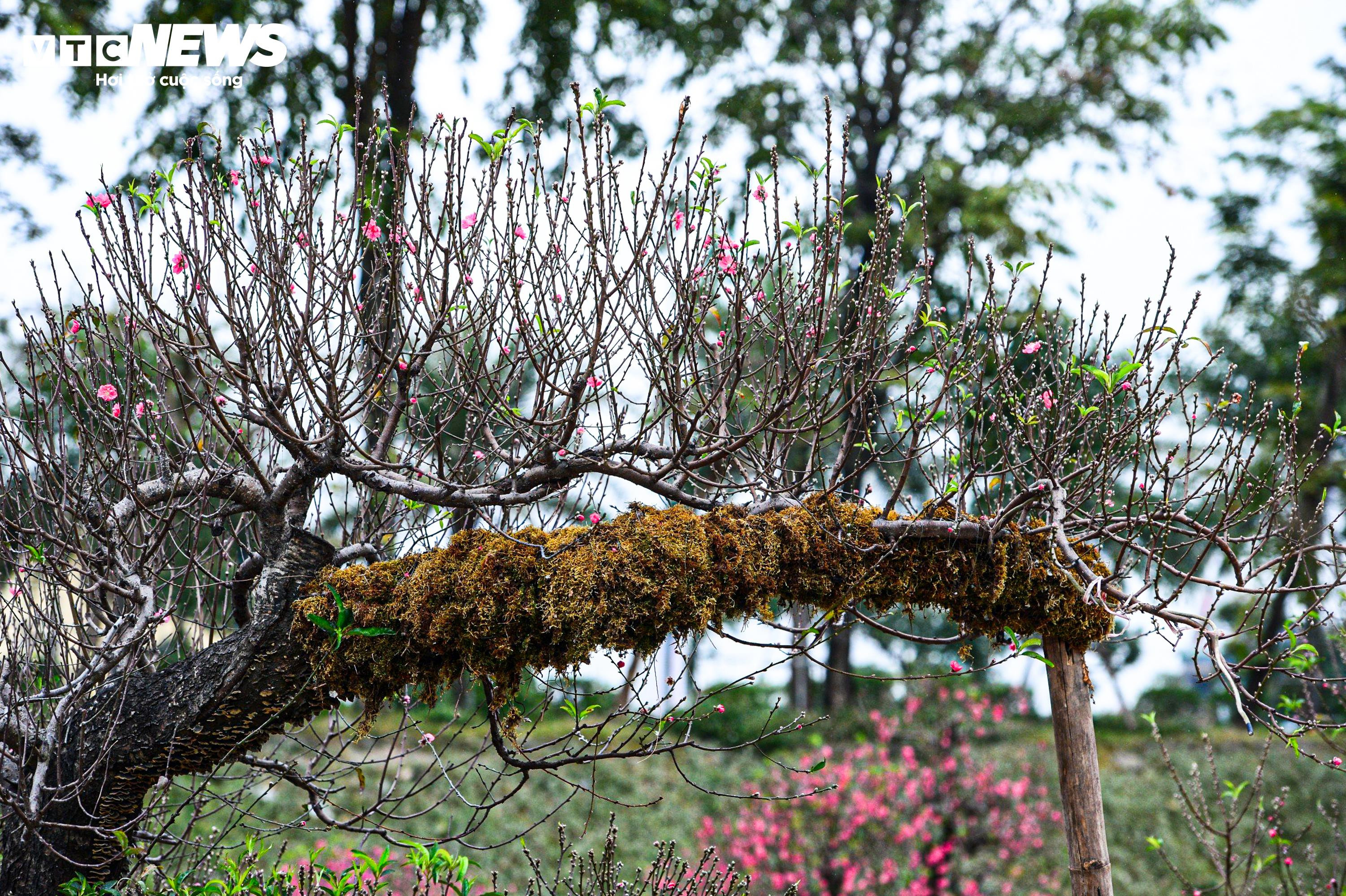 Chủ vườn ở Hà Nội đắp rêu giữ ẩm, chăm đào cổ thụ đón Tết Nguyên đán - 6