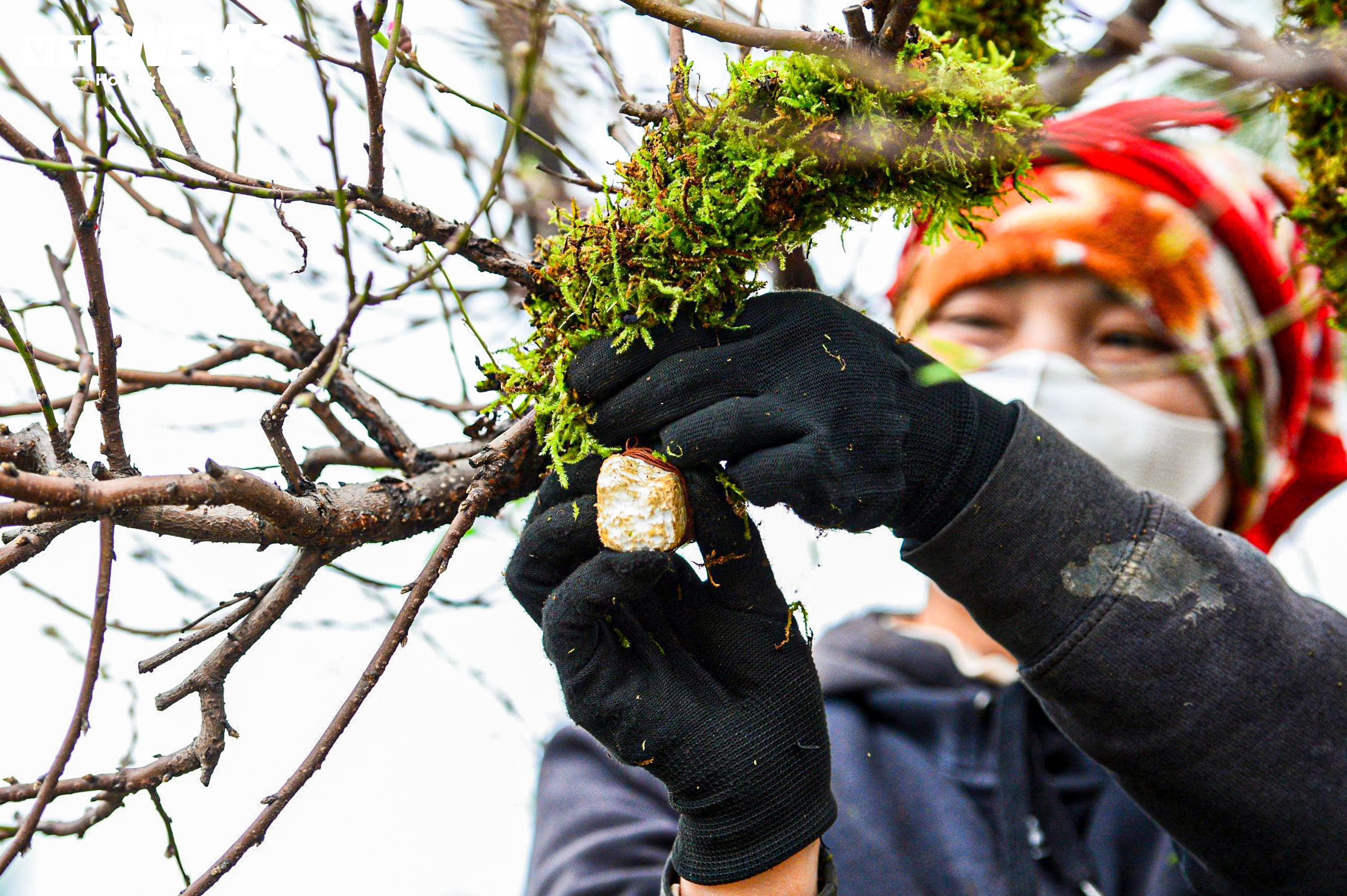 Chủ vườn ở Hà Nội đắp rêu giữ ẩm, chăm đào cổ thụ đón Tết Nguyên đán - 7