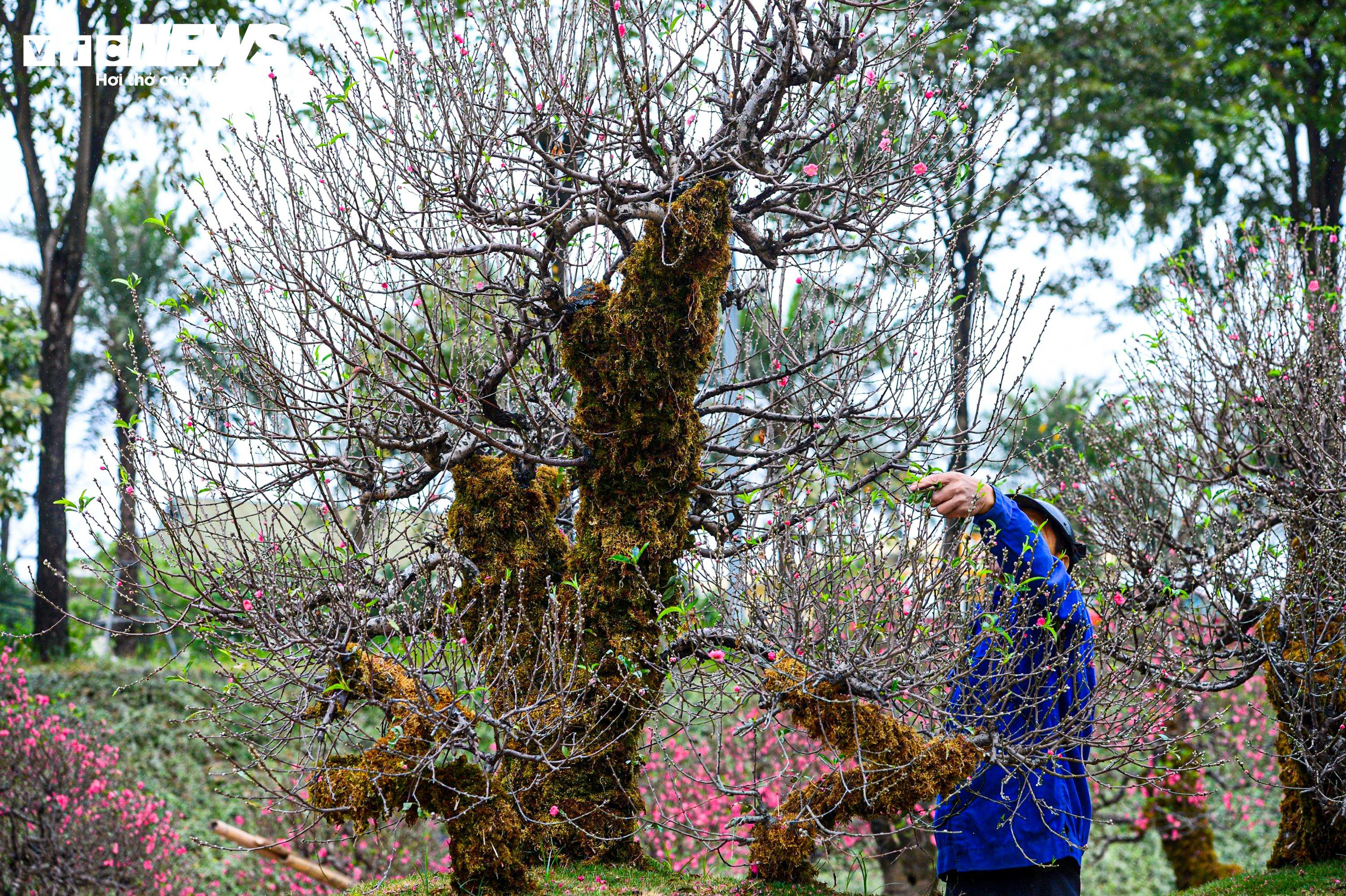 Chủ vườn ở Hà Nội đắp rêu giữ ẩm, chăm đào cổ thụ đón Tết Nguyên đán - 8