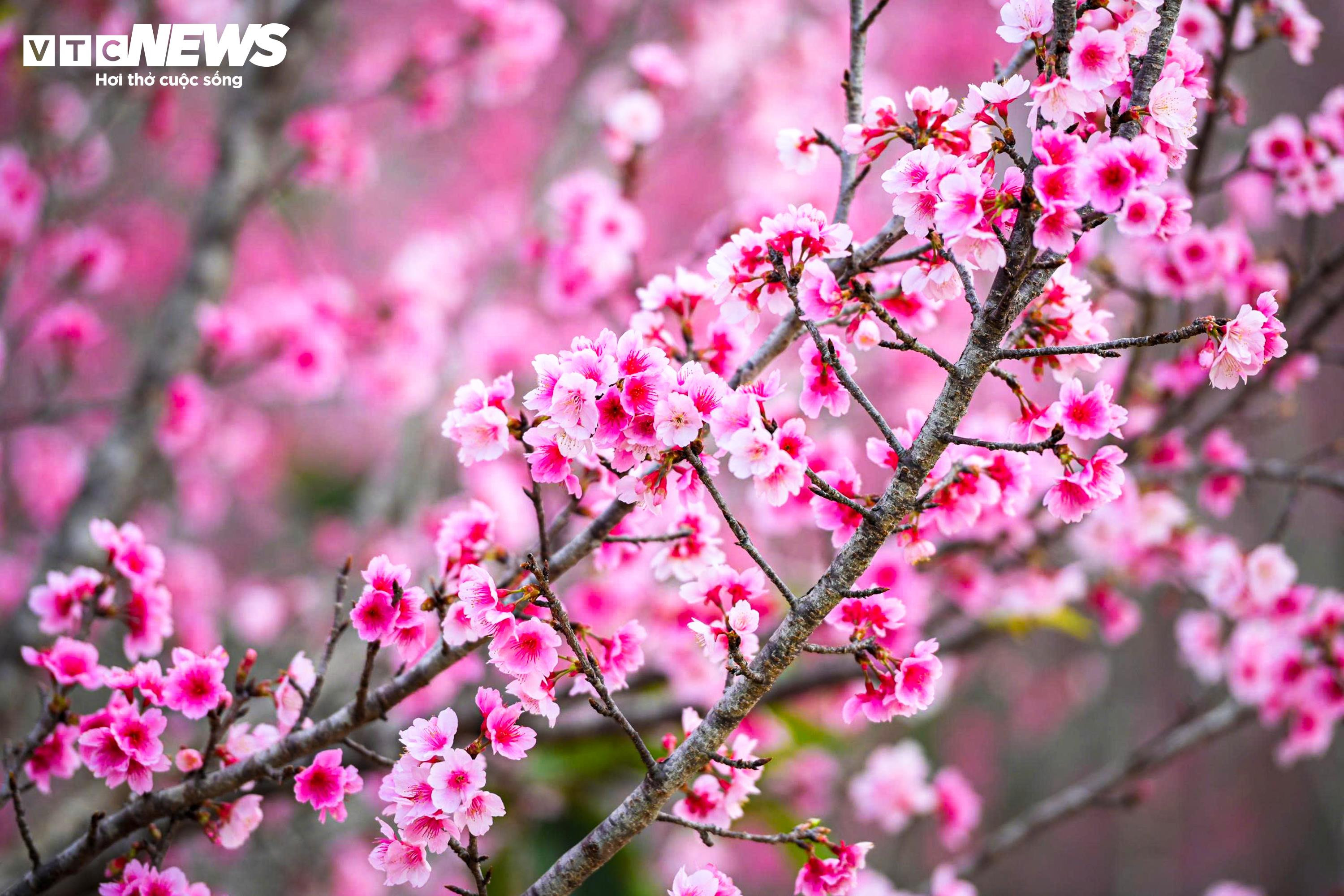 Hoa anh đào nở sớm, gọi xuân về vùng đất biên cương Điện Biên - 5