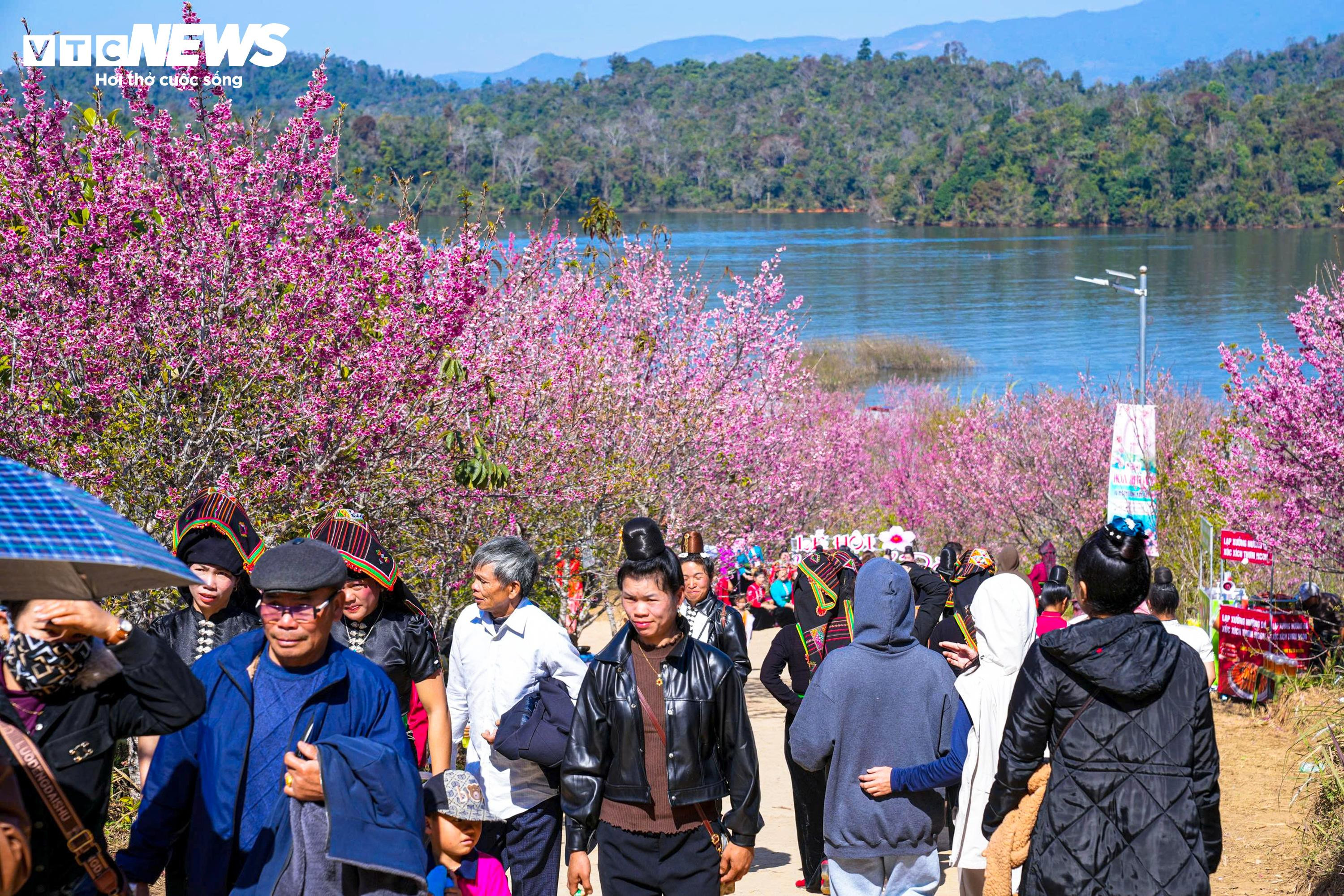 Hoa anh đào nở sớm, gọi xuân về vùng đất biên cương Điện Biên - 6