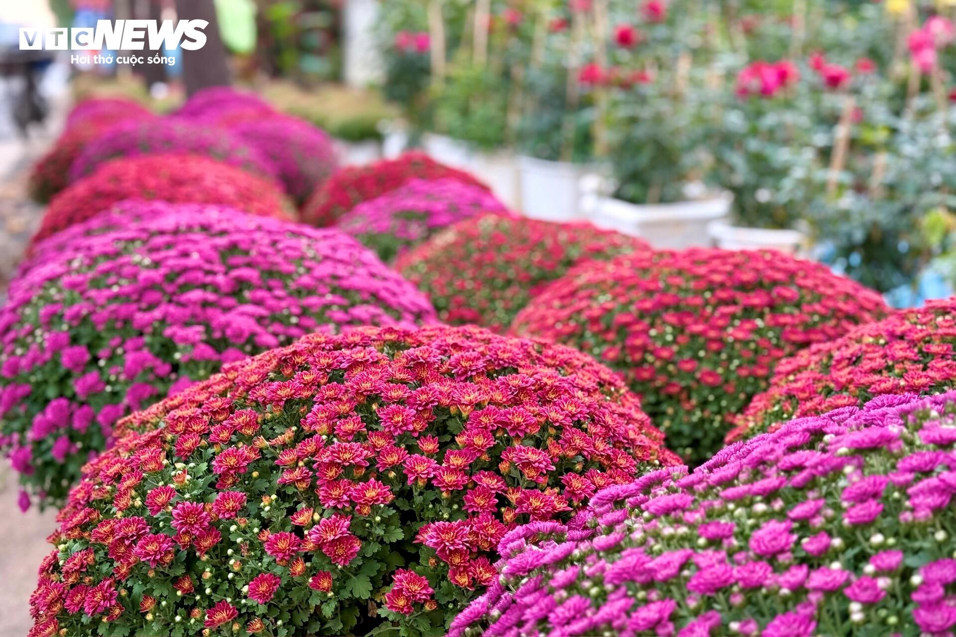 Hoa Tết TP.HCM bán chạy, nhiều nhà vườn 'cháy' hàng sớm - 13