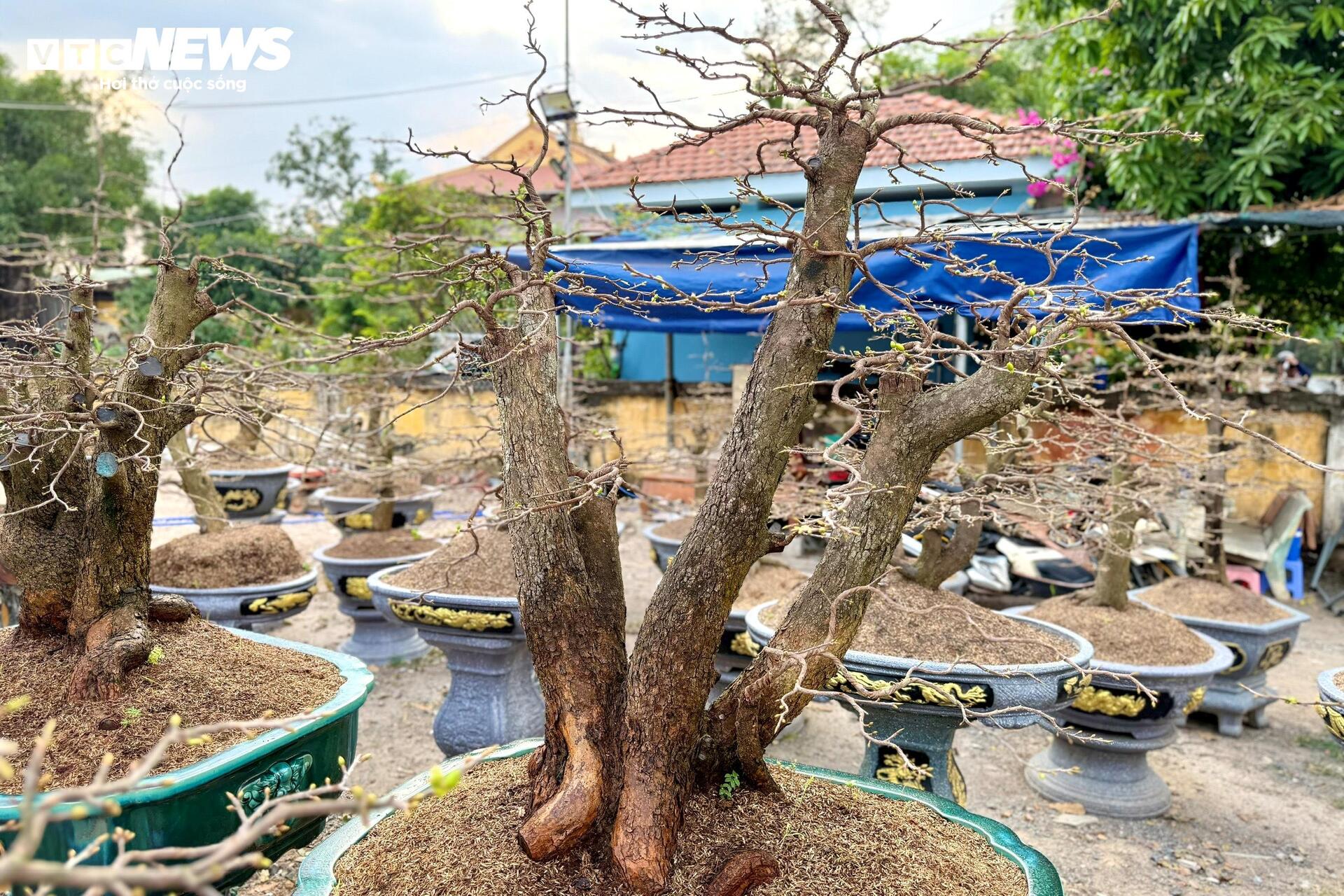 Người dân rủ nhau lặt lá mai thuê, kiếm tiền triệu tiêu Tết - 15