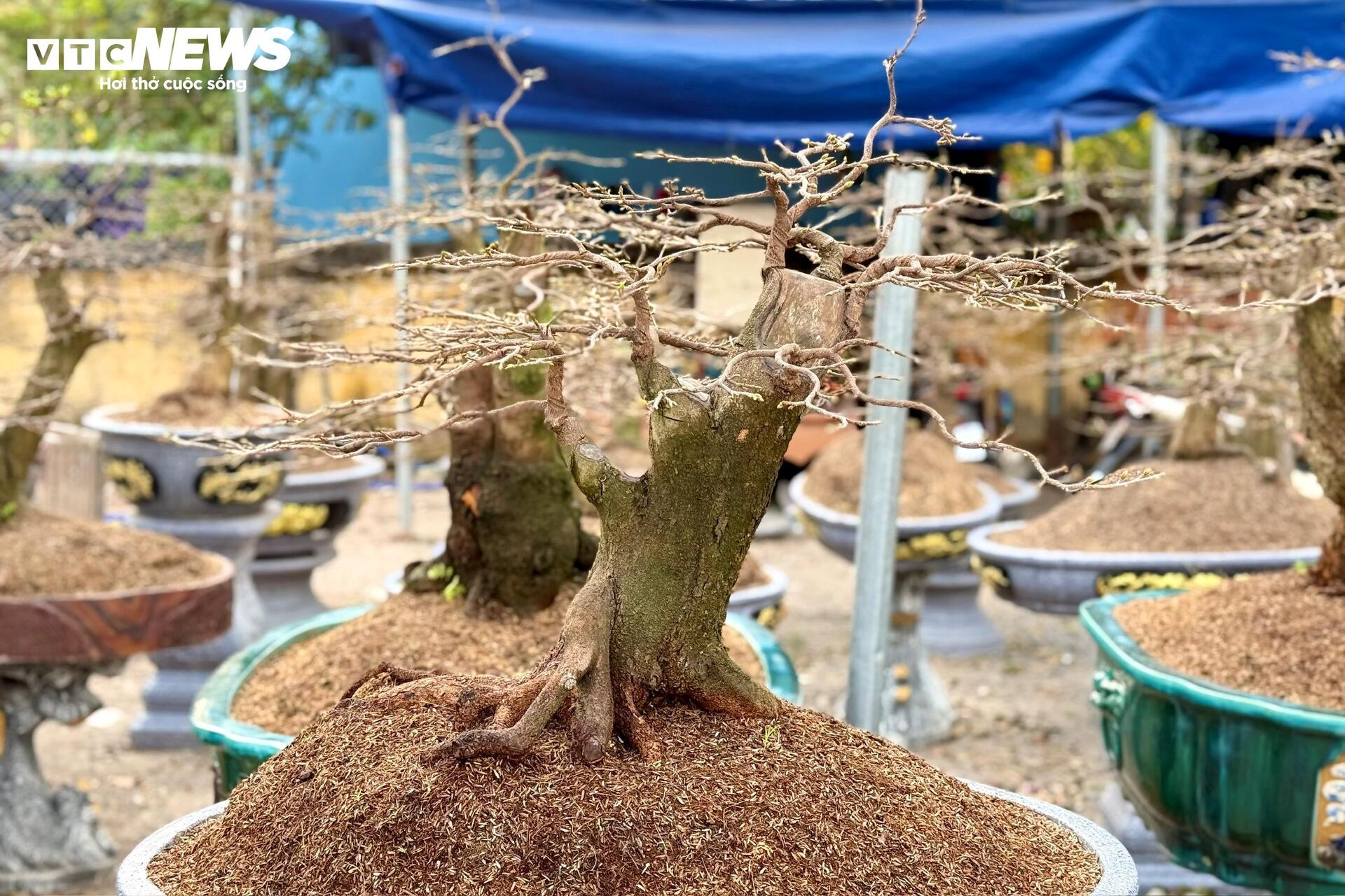 Người dân rủ nhau lặt lá mai thuê, kiếm tiền triệu tiêu Tết - 16