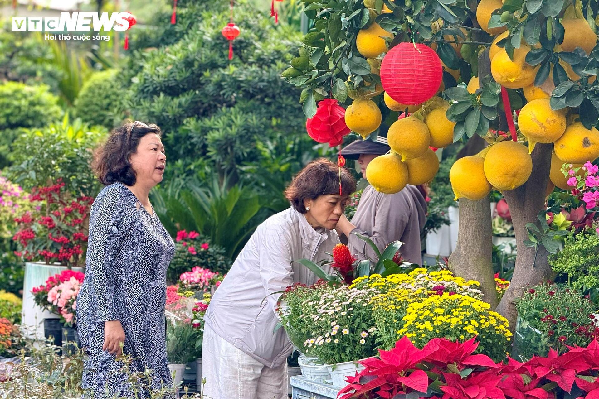 Hoa Tết TP.HCM bán chạy, nhiều nhà vườn 'cháy' hàng sớm - 1