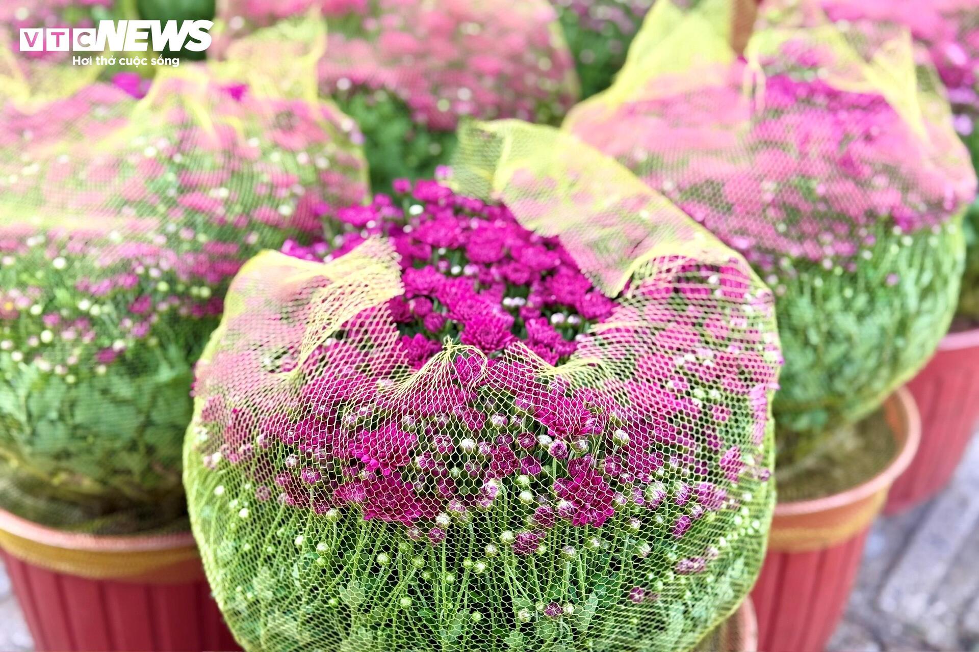 Hoa Tết TP.HCM bán chạy, nhiều nhà vườn 'cháy' hàng sớm - 17