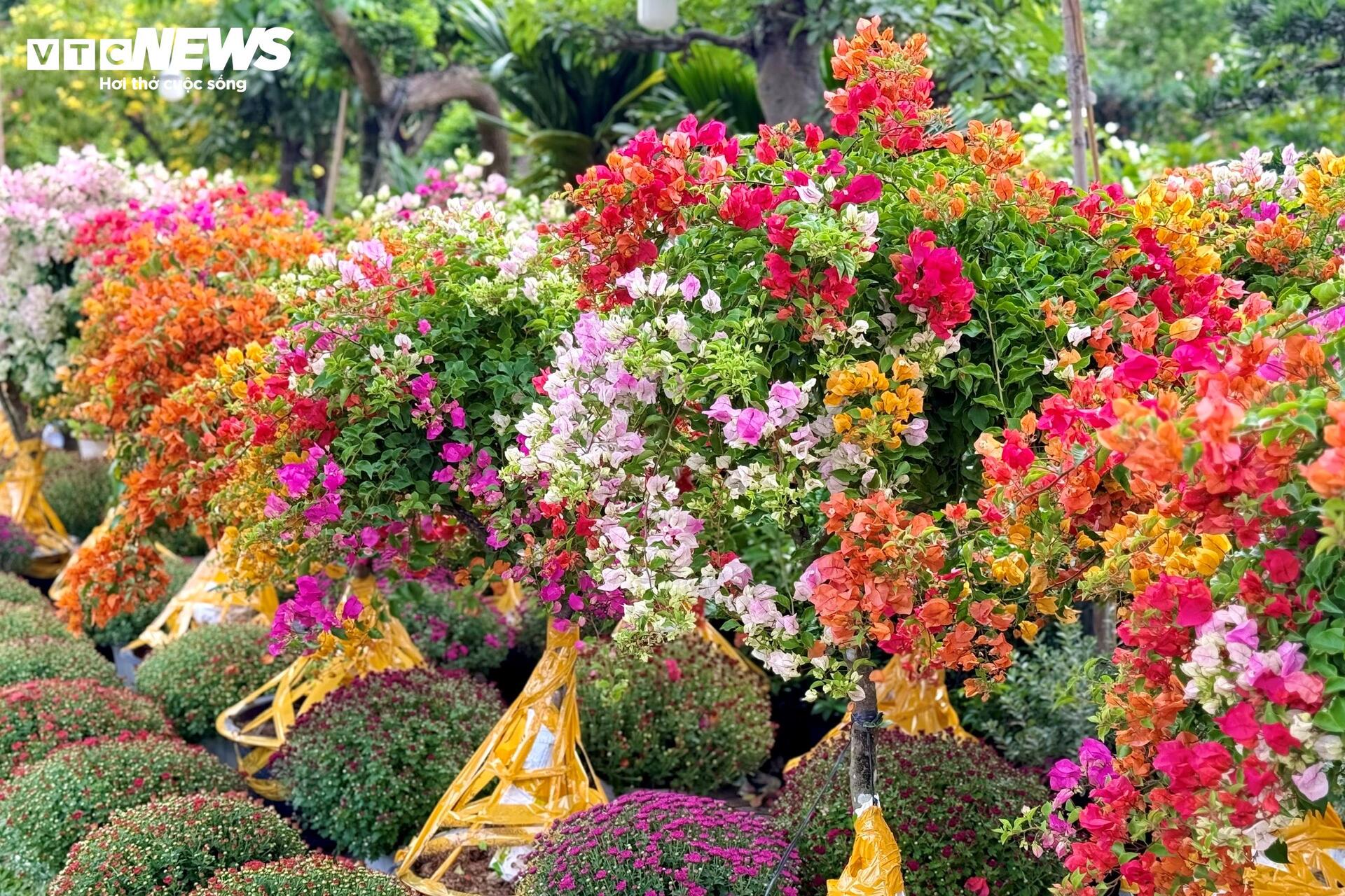 Hoa Tết TP.HCM bán chạy, nhiều nhà vườn 'cháy' hàng sớm - 12