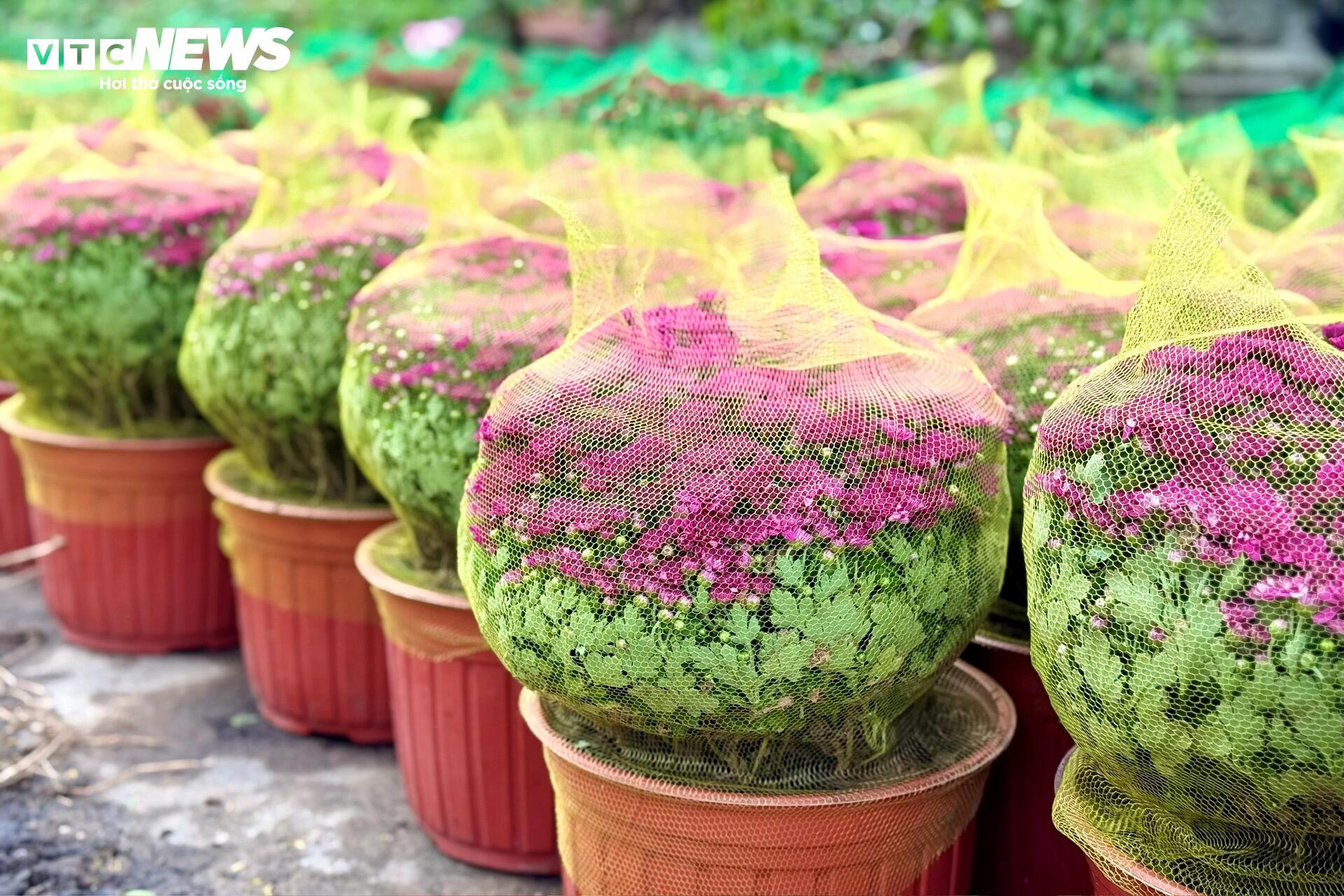 Hoa Tết TP.HCM bán chạy, nhiều nhà vườn 'cháy' hàng sớm - 18