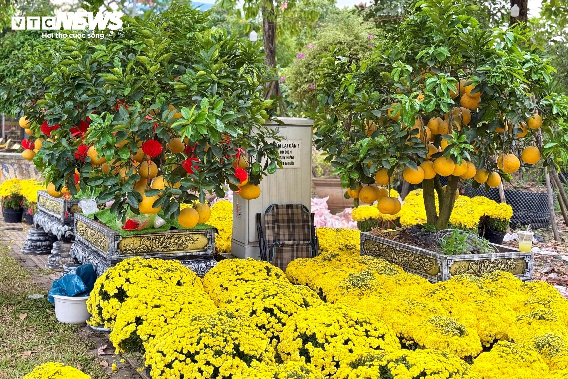 Hoa Tết TP.HCM bán chạy, nhiều nhà vườn 'cháy' hàng sớm - 10