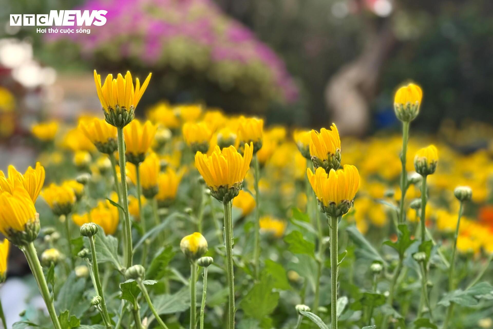 Hoa Tết TP.HCM bán chạy, nhiều nhà vườn 'cháy' hàng sớm - 14