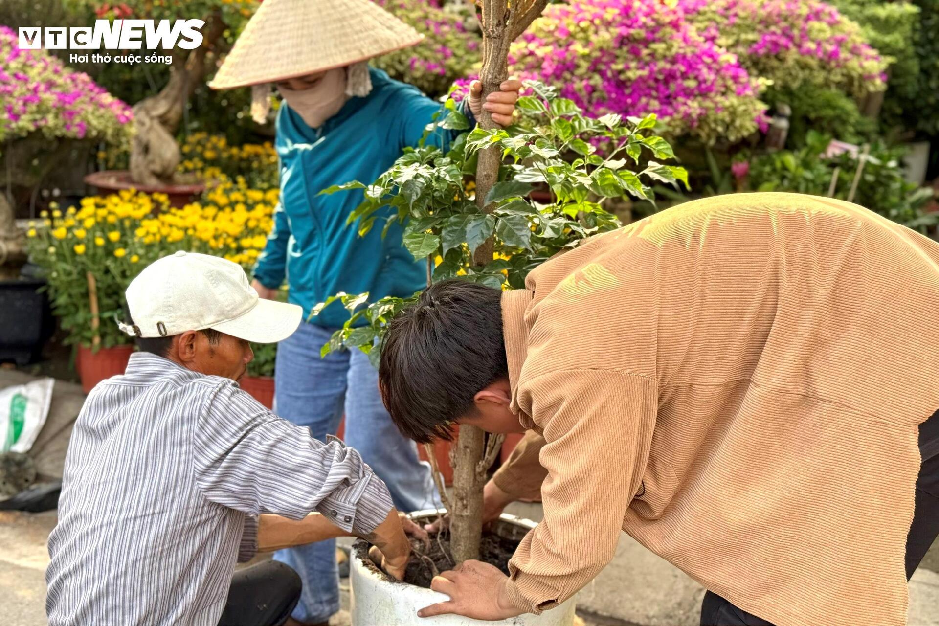 Hoa Tết TP.HCM bán chạy, nhiều nhà vườn 'cháy' hàng sớm - 5