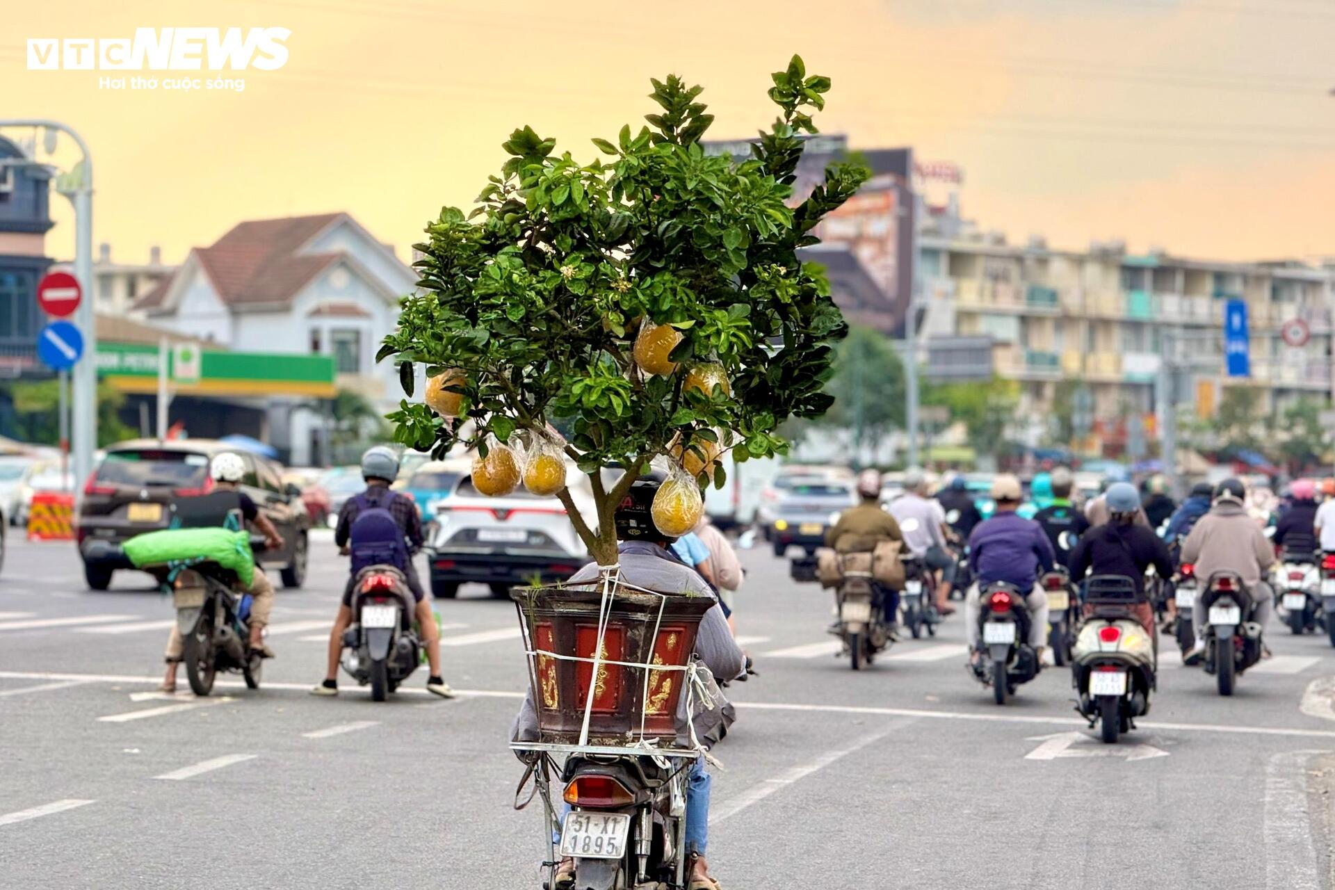 Hoa Tết TP.HCM bán chạy, nhiều nhà vườn 'cháy' hàng sớm - 20