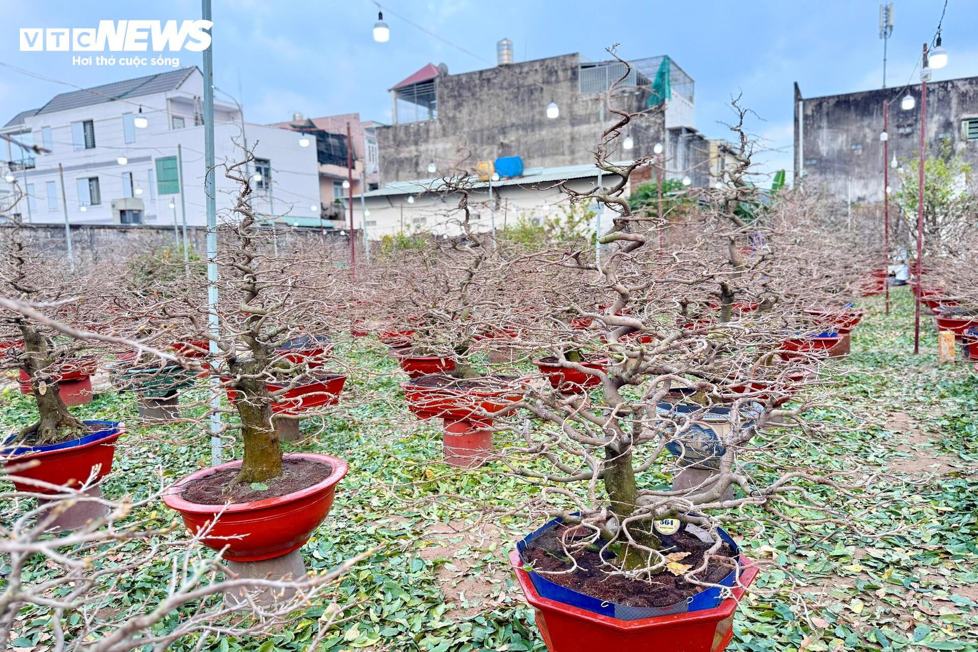 Người dân rủ nhau lặt lá mai thuê, kiếm tiền triệu tiêu Tết - 11