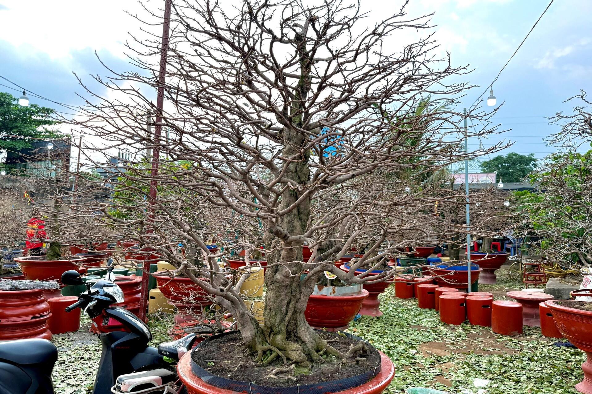 Người dân rủ nhau lặt lá mai thuê, kiếm tiền triệu tiêu Tết - 19