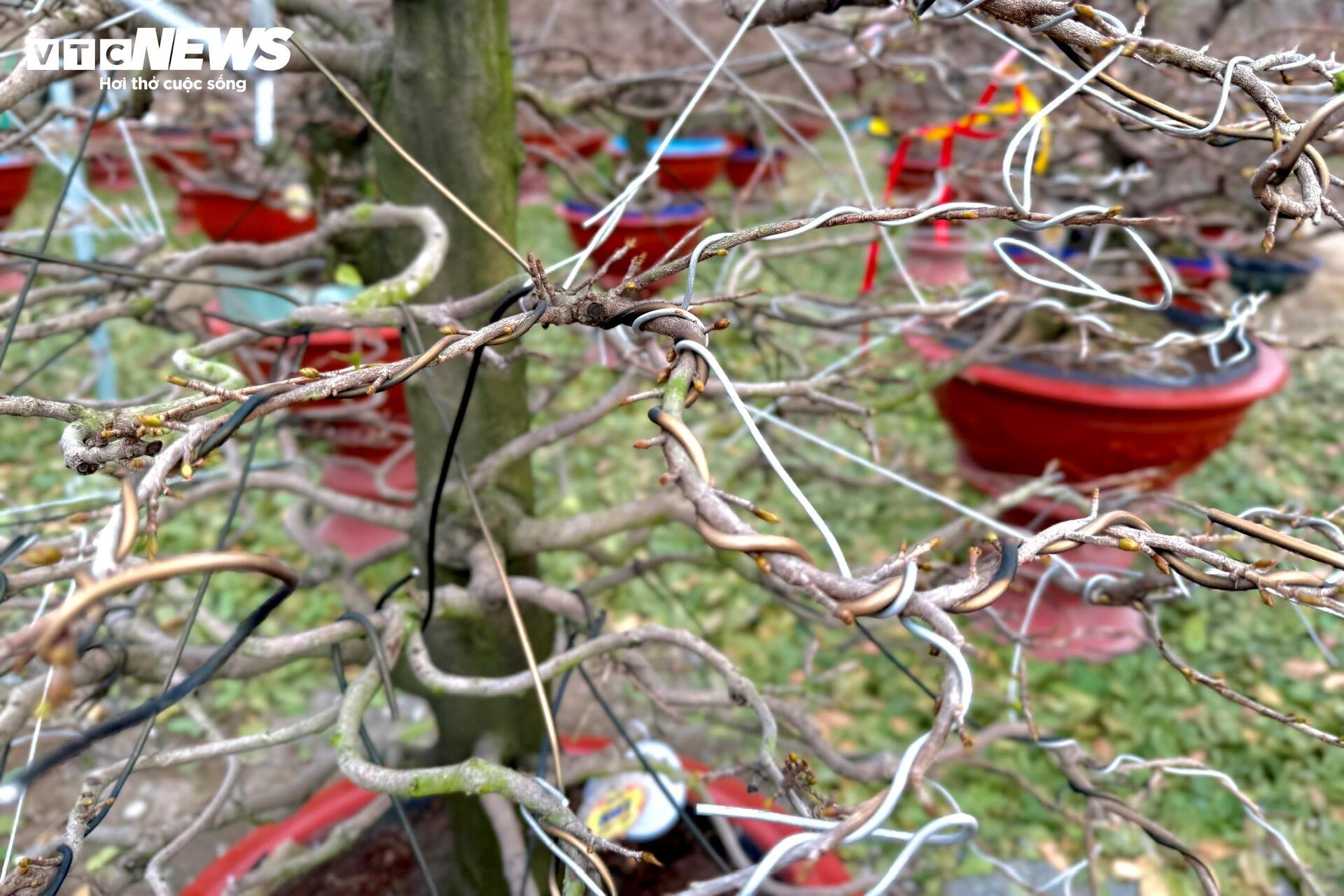 Người dân rủ nhau lặt lá mai thuê, kiếm tiền triệu tiêu Tết - 14