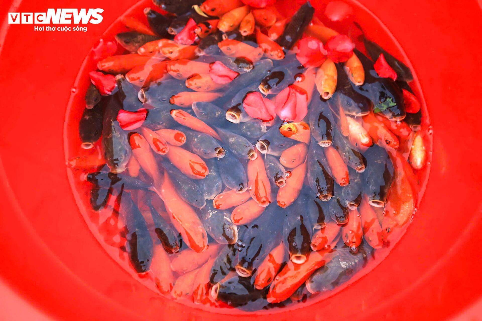 Công an dùng xe chuyên dụng chở cá chép giúp dân tiễn ông Công, ông Táo - 7