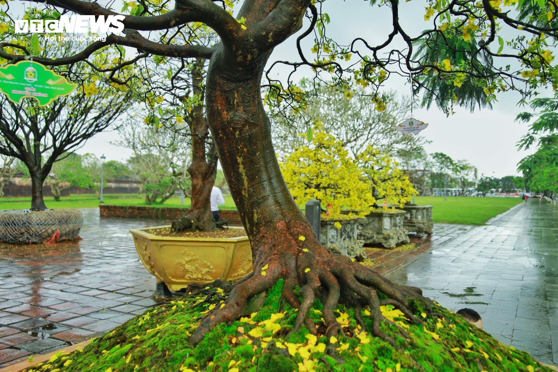 Hoàng mai Huế quý hiếm giá bạc tỷ bung nở rực rỡ dịp cận Tết - 10