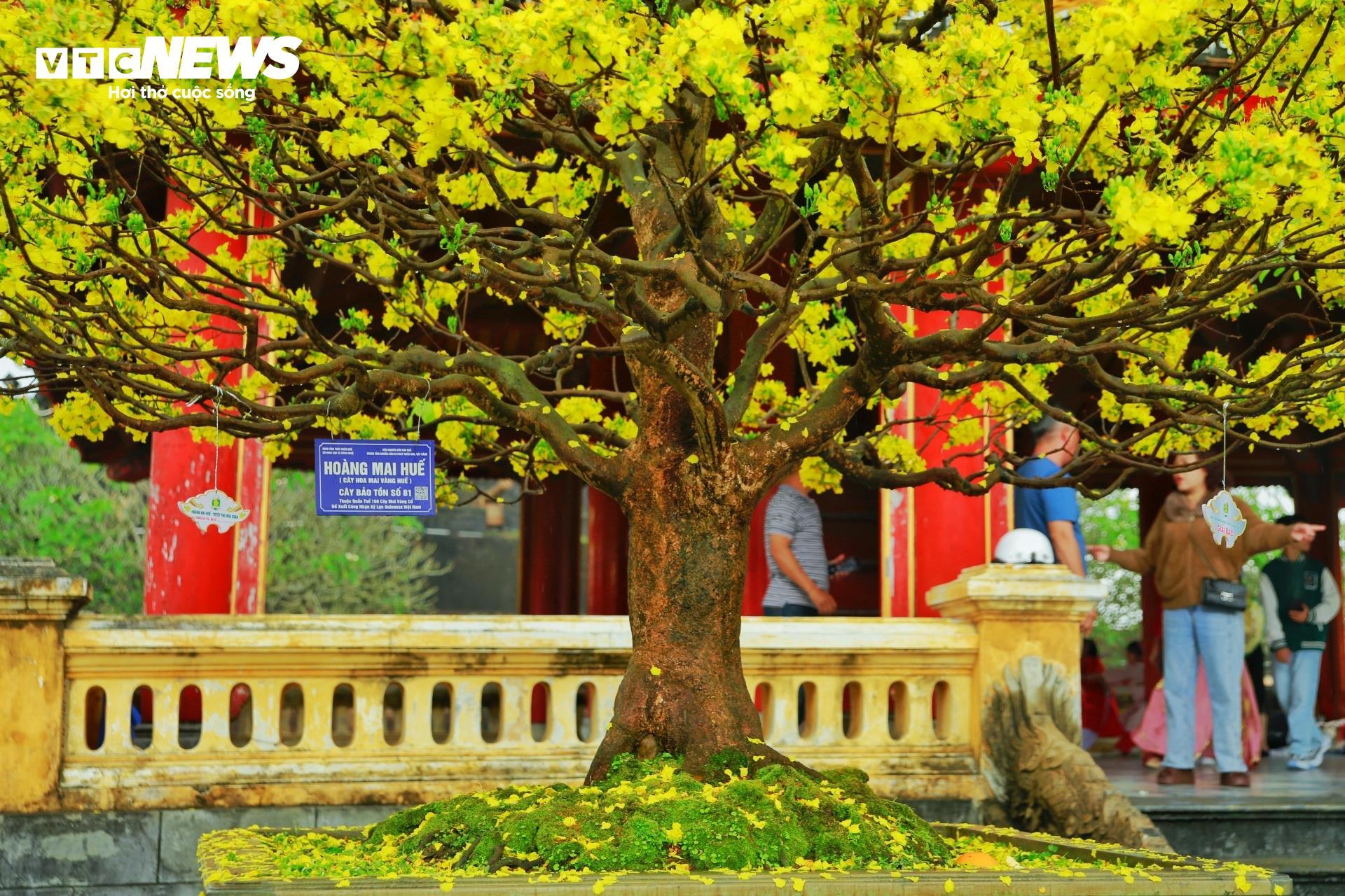 Hoàng mai Huế quý hiếm giá bạc tỷ bung nở rực rỡ dịp cận Tết - 4