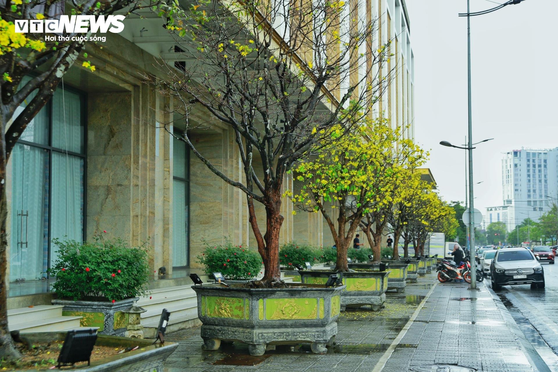 Hoàng mai Huế quý hiếm giá bạc tỷ bung nở rực rỡ dịp cận Tết - 6