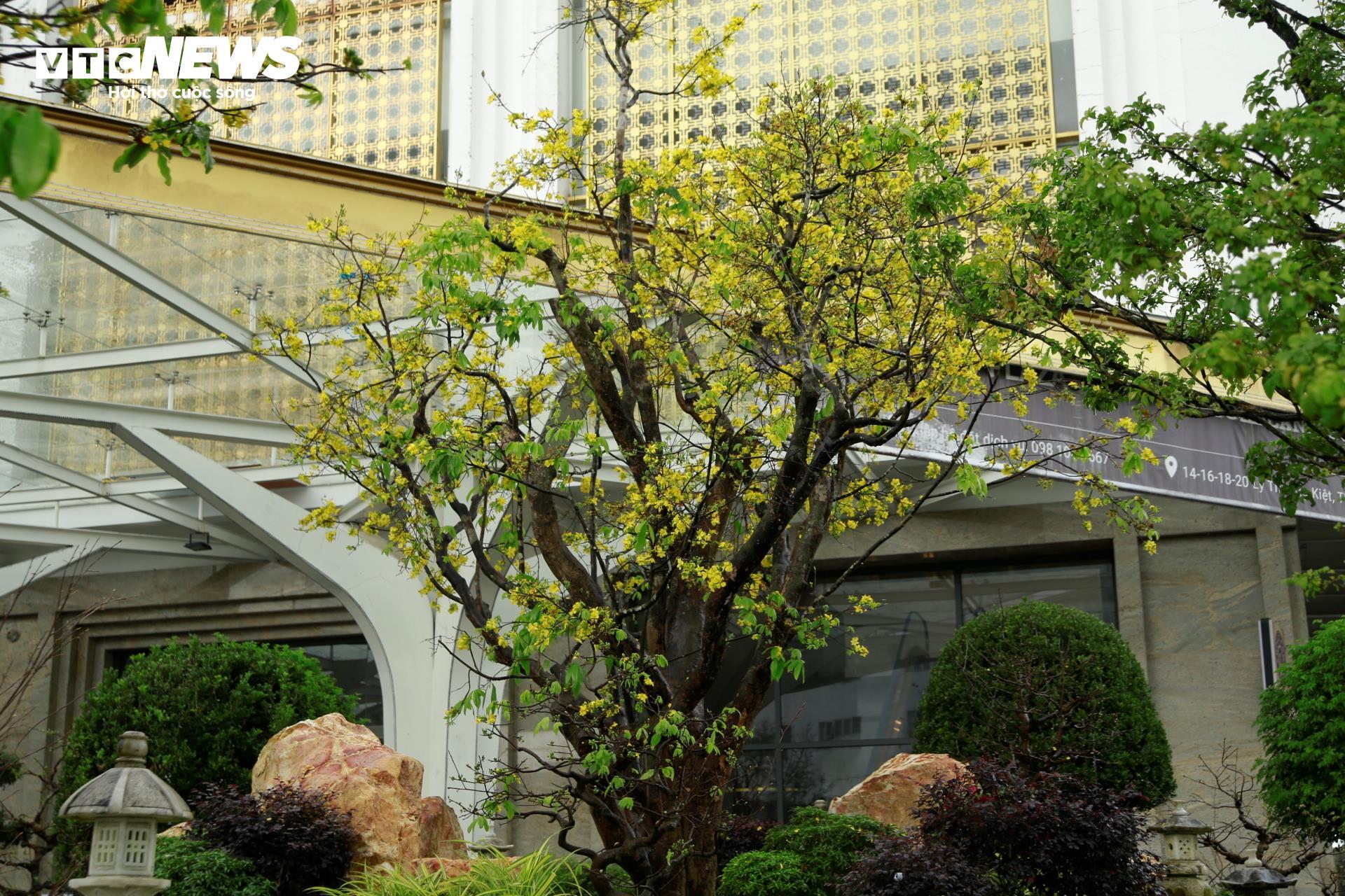 Hoàng mai Huế quý hiếm giá bạc tỷ bung nở rực rỡ dịp cận Tết - 8