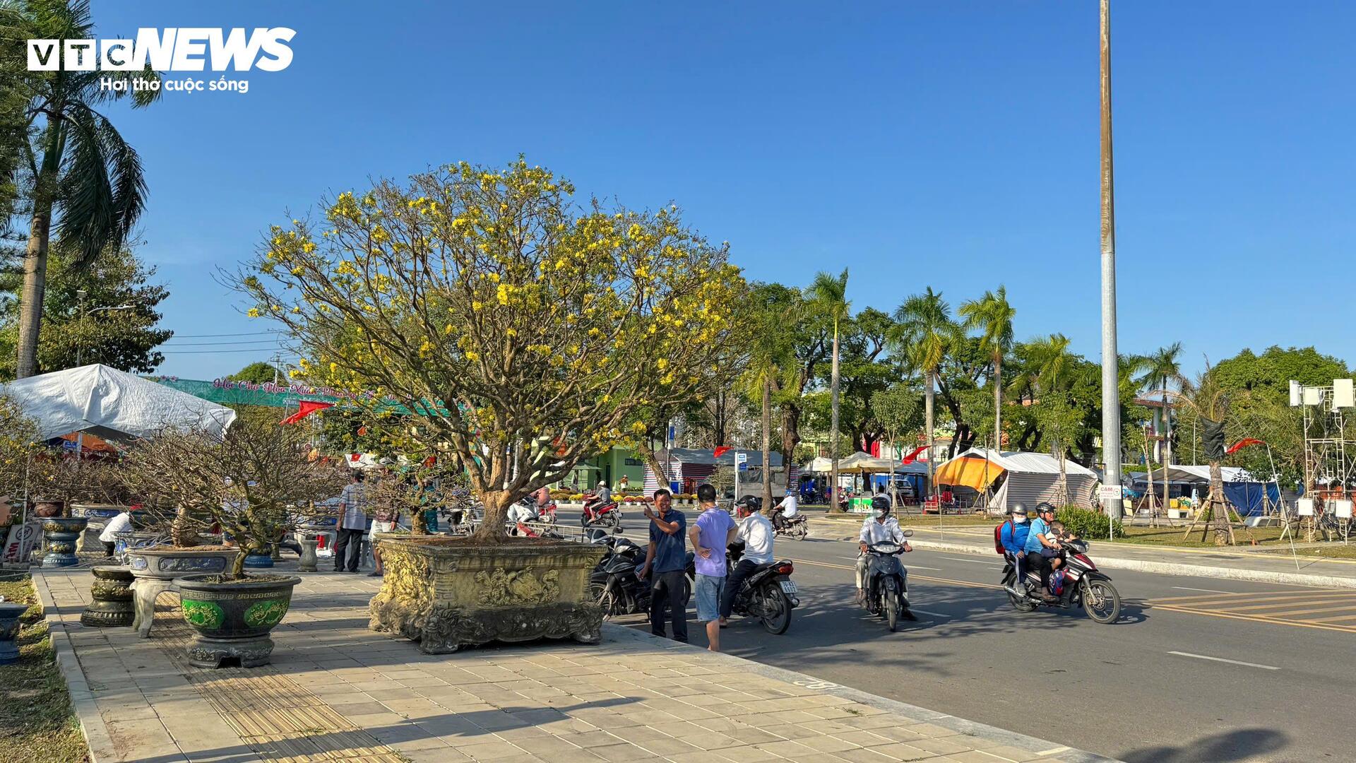 Chiêm ngưỡng mai vàng 'ngũ phúc' tiền tỷ ở chợ hoa Xuân Quảng Ngãi - 8