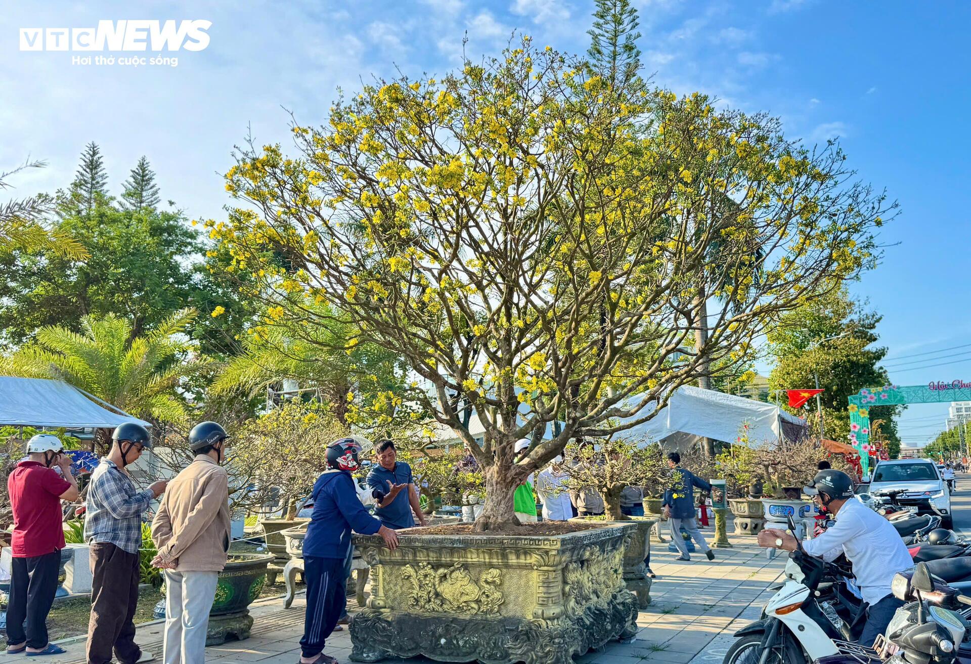 Chiêm ngưỡng mai vàng 'ngũ phúc' tiền tỷ ở chợ hoa Xuân Quảng Ngãi - 1