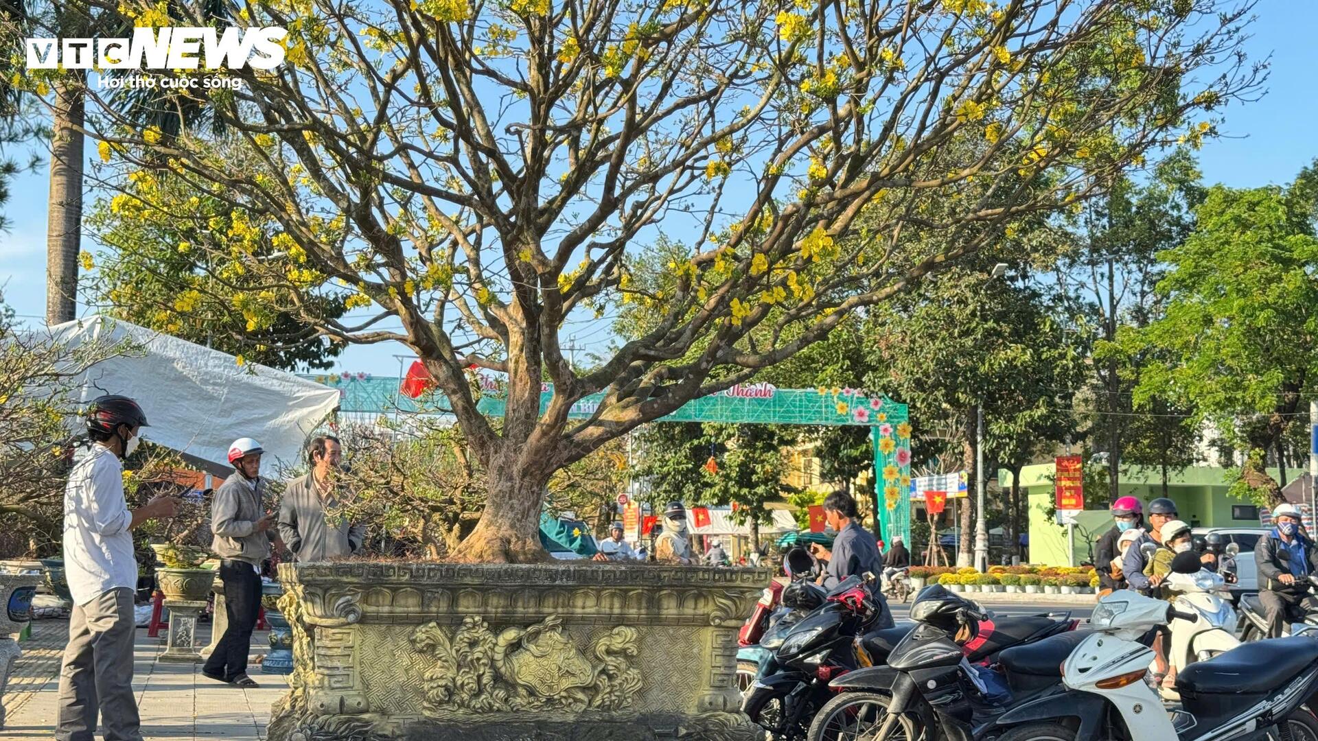 Chiêm ngưỡng mai vàng 'ngũ phúc' tiền tỷ ở chợ hoa Xuân Quảng Ngãi - 6