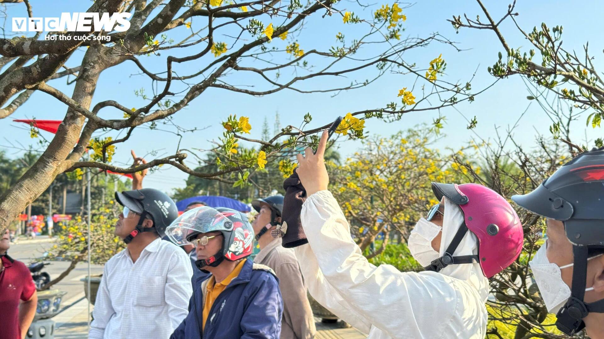 Chiêm ngưỡng mai vàng 'ngũ phúc' tiền tỷ ở chợ hoa Xuân Quảng Ngãi - 7