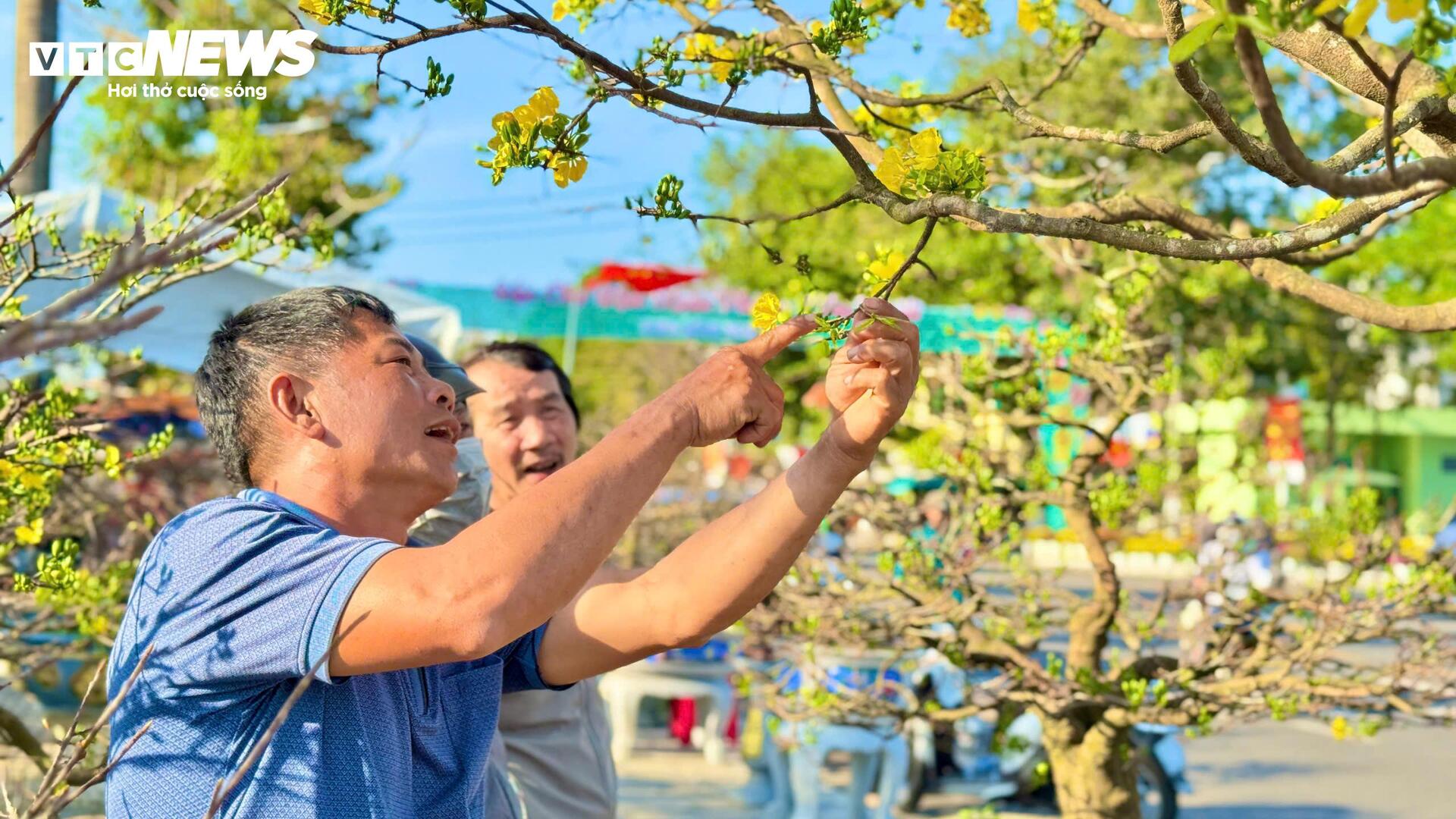 Chiêm ngưỡng mai vàng 'ngũ phúc' tiền tỷ ở chợ hoa Xuân Quảng Ngãi - 2