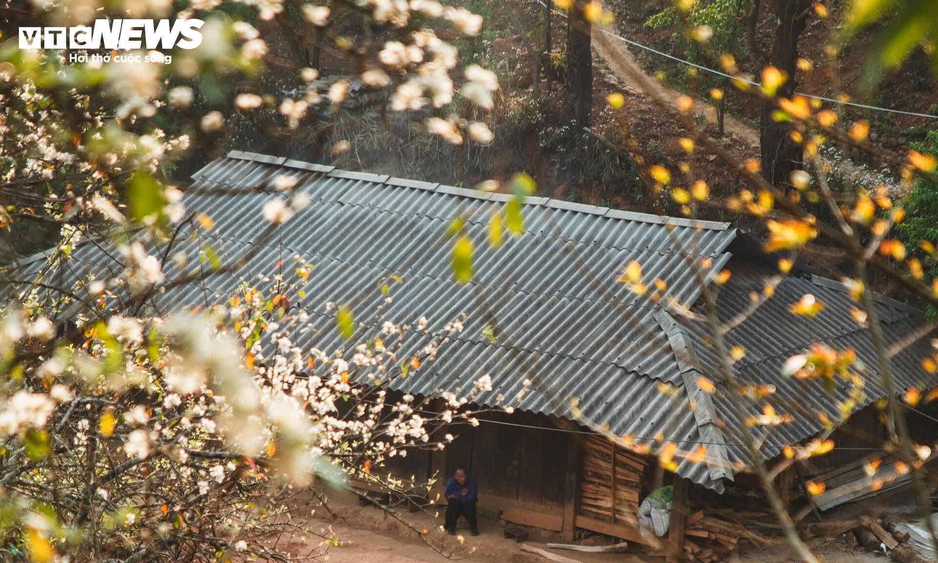 Thiên đường hoa sơn tra giữa đại ngàn Tây Bắc vào mùa đẹp nhất năm - 10