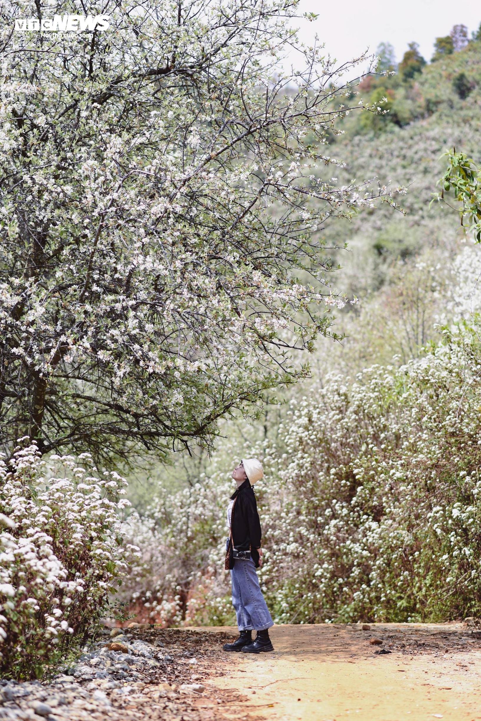 Thiên đường hoa sơn tra giữa đại ngàn Tây Bắc vào mùa đẹp nhất năm - 12