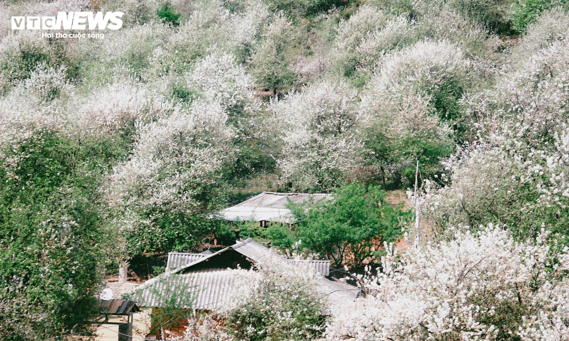 Thiên đường hoa sơn tra giữa đại ngàn Tây Bắc vào mùa đẹp nhất năm - 1