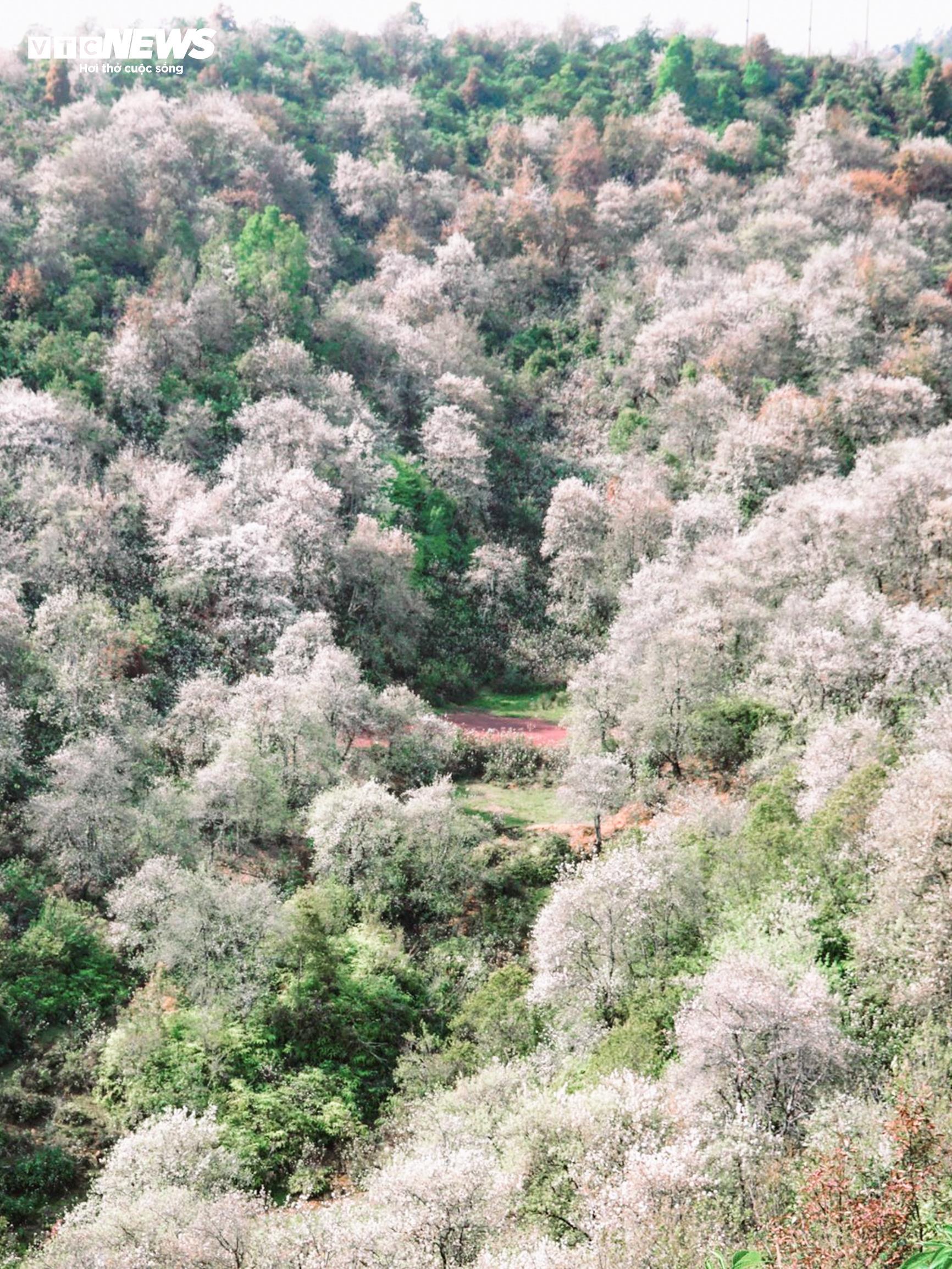 Thiên đường hoa sơn tra giữa đại ngàn Tây Bắc vào mùa đẹp nhất năm - 2