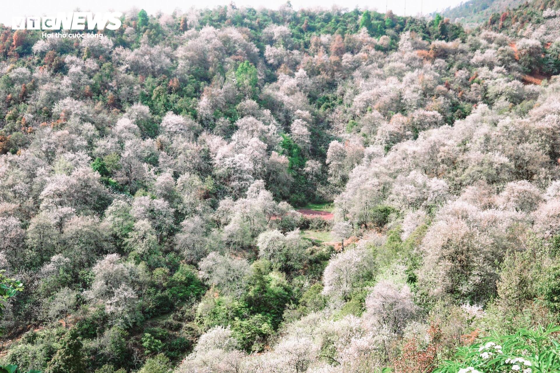 Thiên đường hoa sơn tra giữa đại ngàn Tây Bắc vào mùa đẹp nhất năm - 3