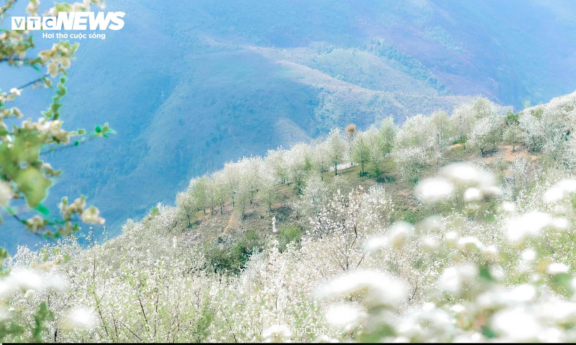 Thiên đường hoa sơn tra giữa đại ngàn Tây Bắc vào mùa đẹp nhất năm - 6