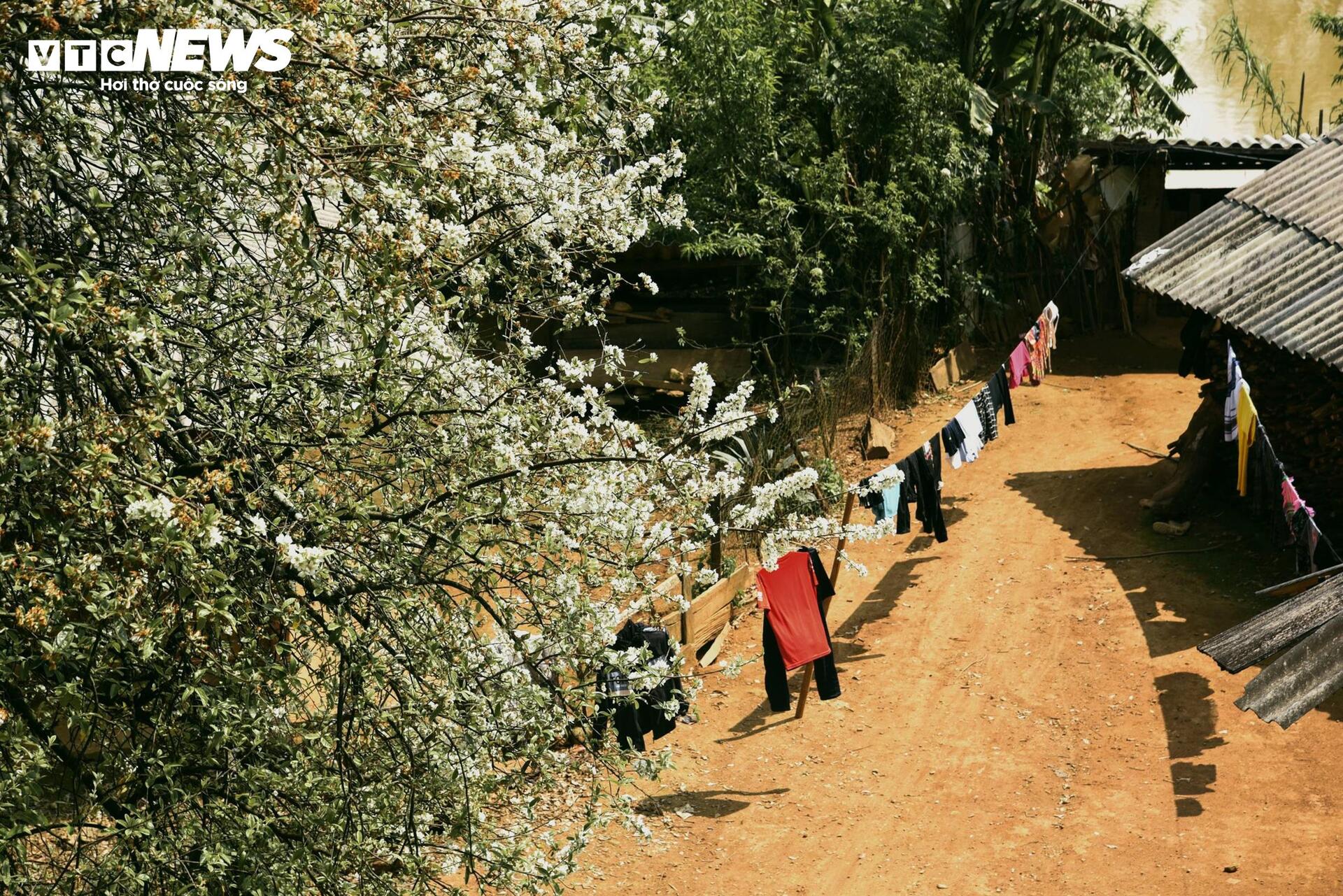 Thiên đường hoa sơn tra giữa đại ngàn Tây Bắc vào mùa đẹp nhất năm - 8