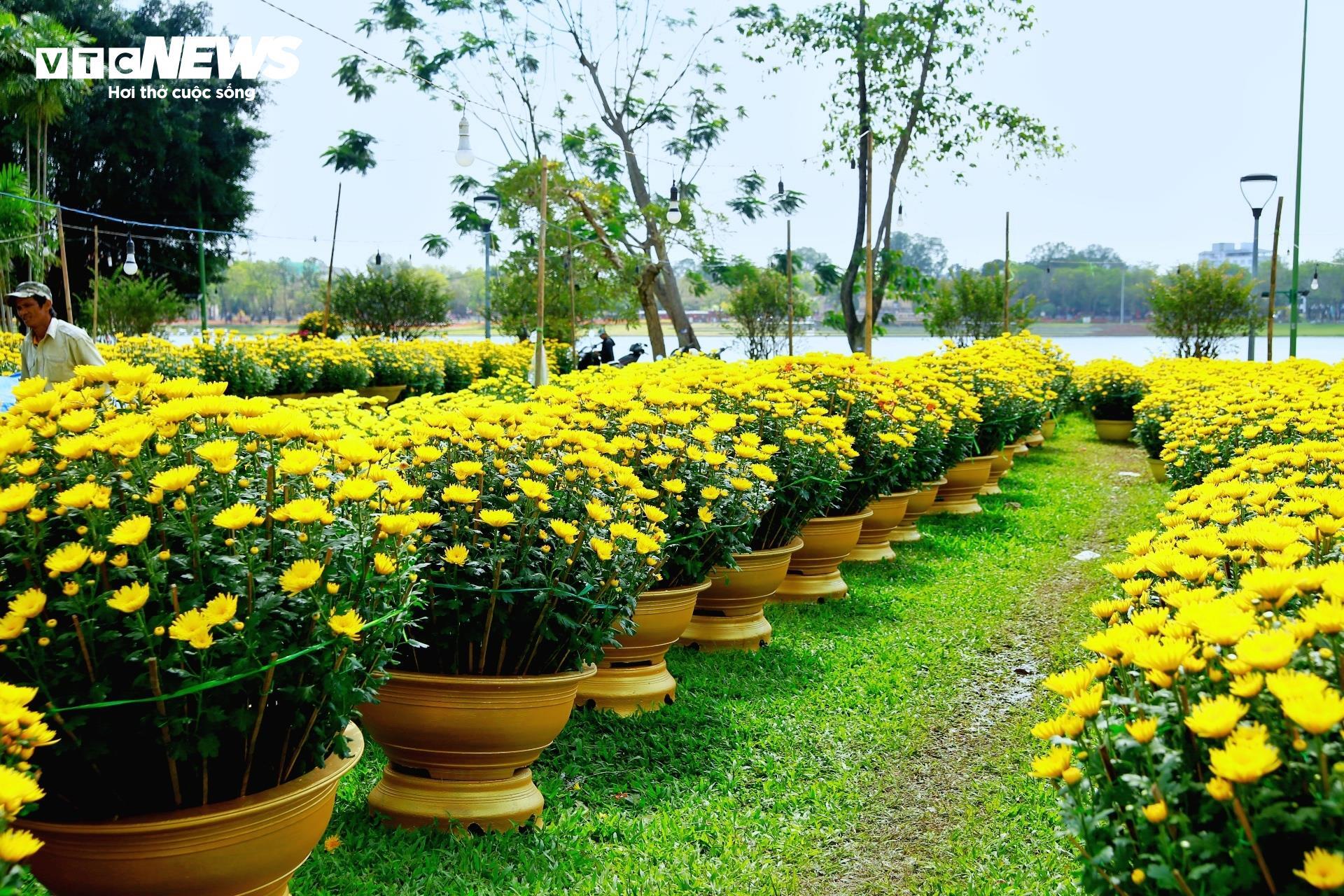 Tiểu thương chợ hoa cúc Tết xứ Huế vui mừng vì khách hàng tăng đột biến - 1