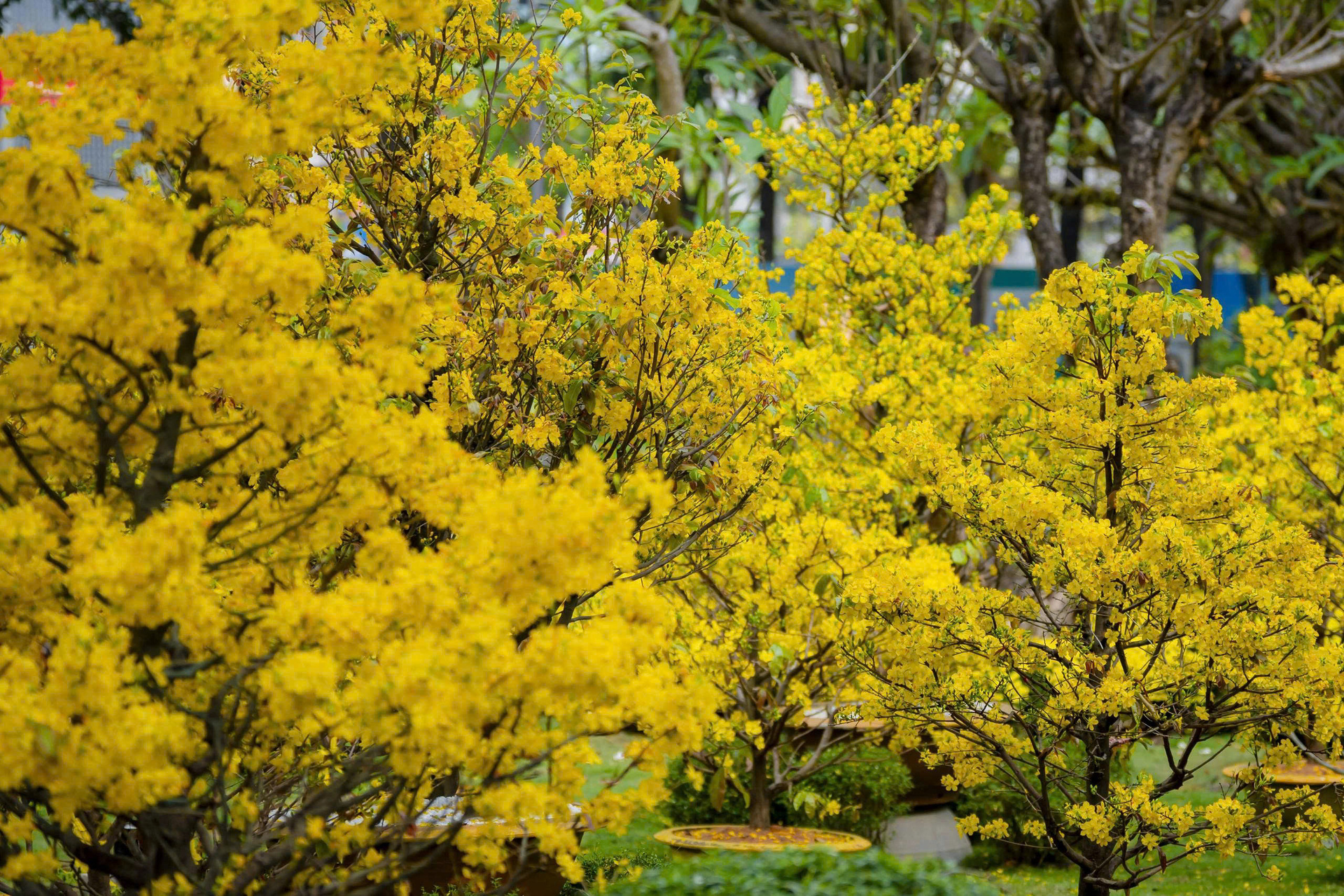 Vườn xuân bên trong công viên tưởng niệm nạn nhân COVID-19 ở TP.HCM - 13