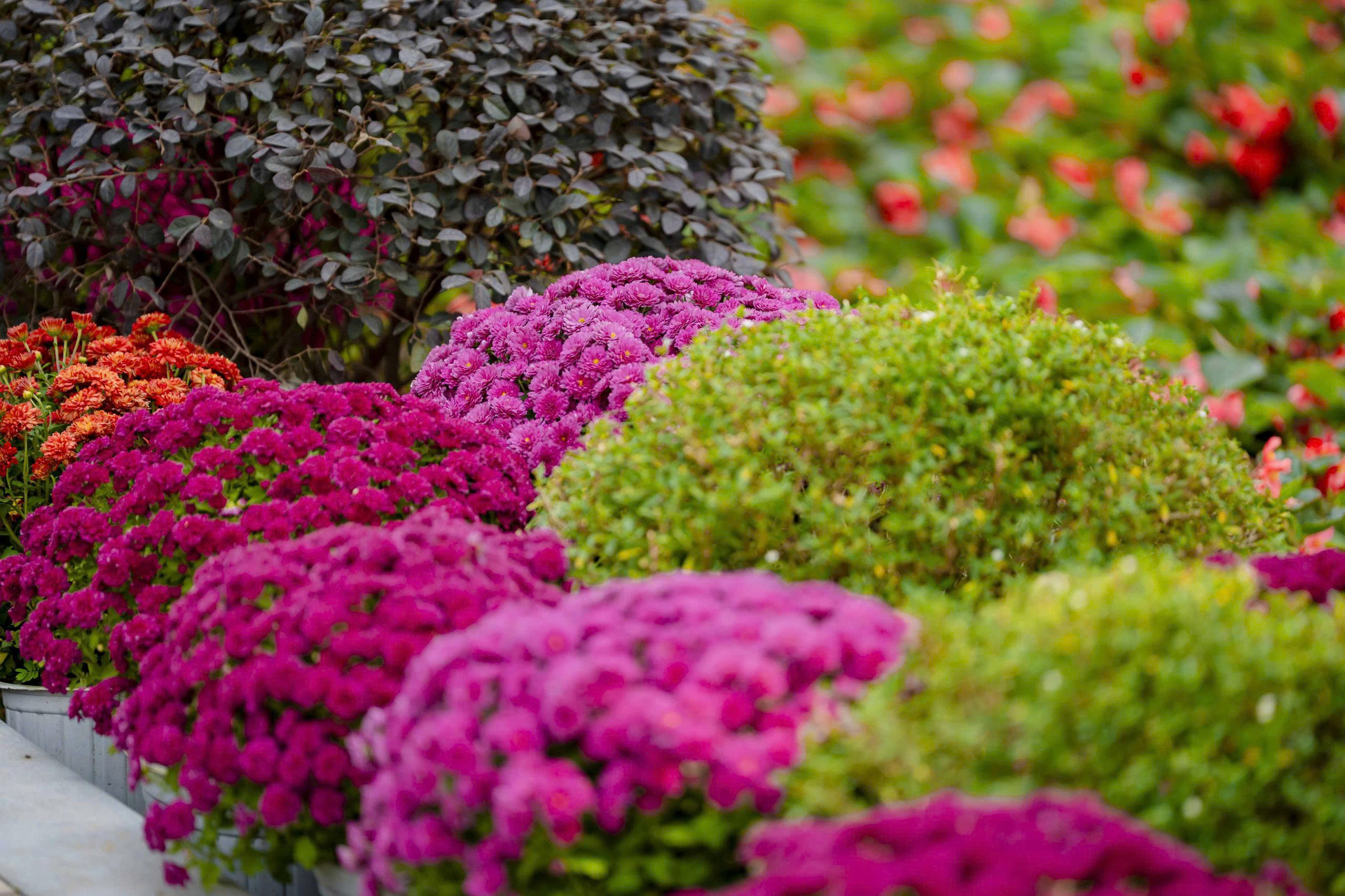 Vườn xuân bên trong công viên tưởng niệm nạn nhân COVID-19 ở TP.HCM - 16