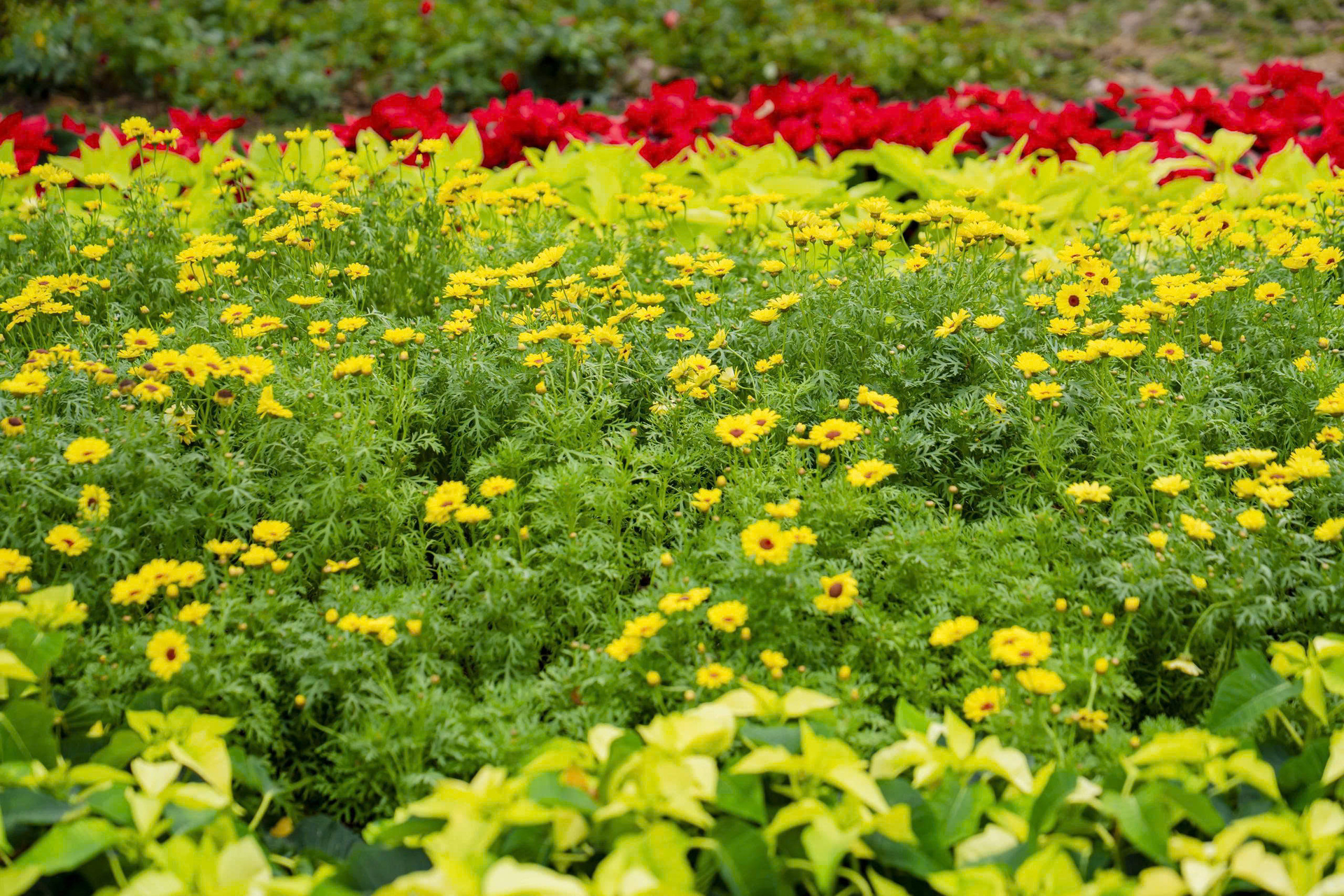 Vườn xuân bên trong công viên tưởng niệm nạn nhân COVID-19 ở TP.HCM - 15