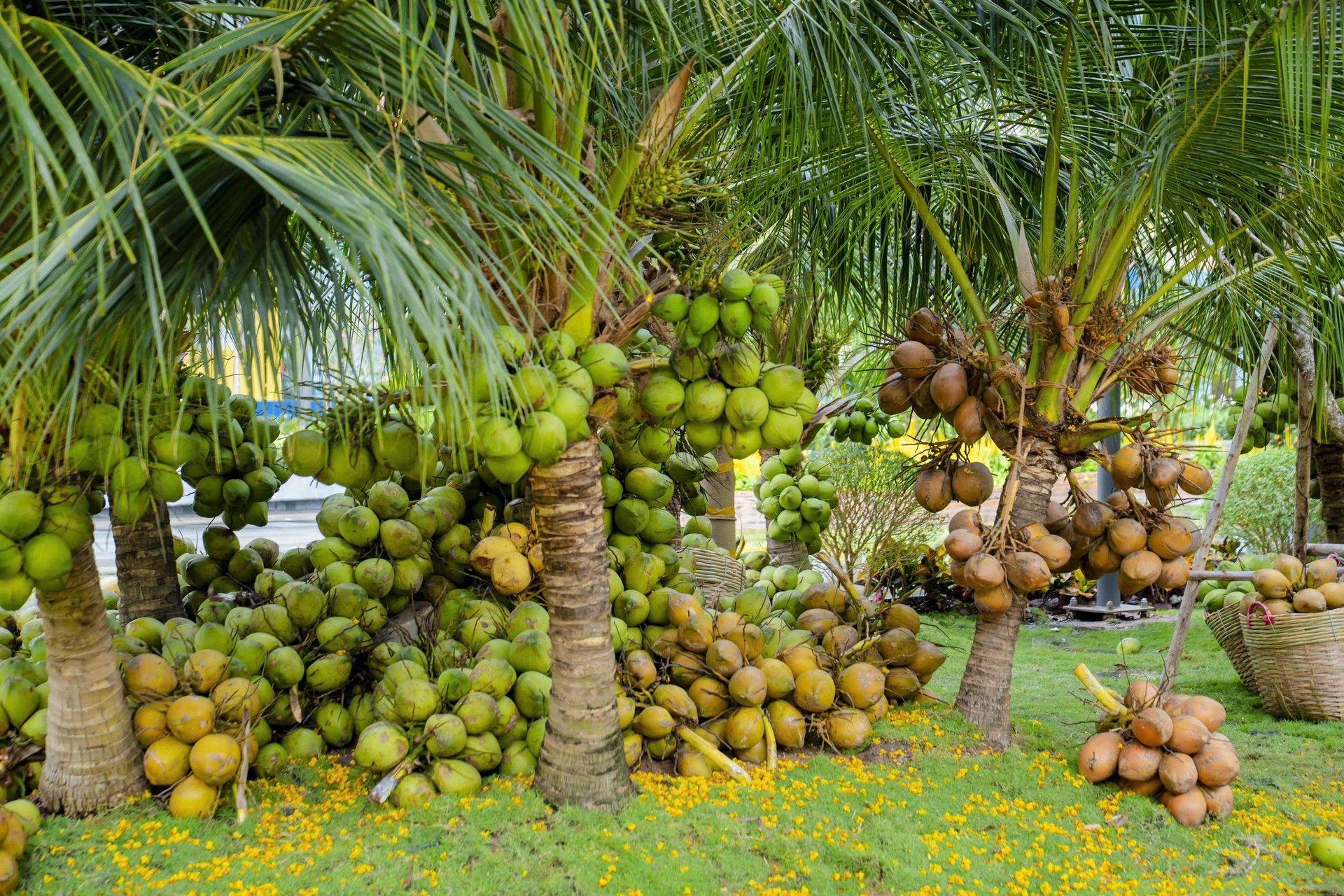 Vườn xuân bên trong công viên tưởng niệm nạn nhân COVID-19 ở TP.HCM - 14