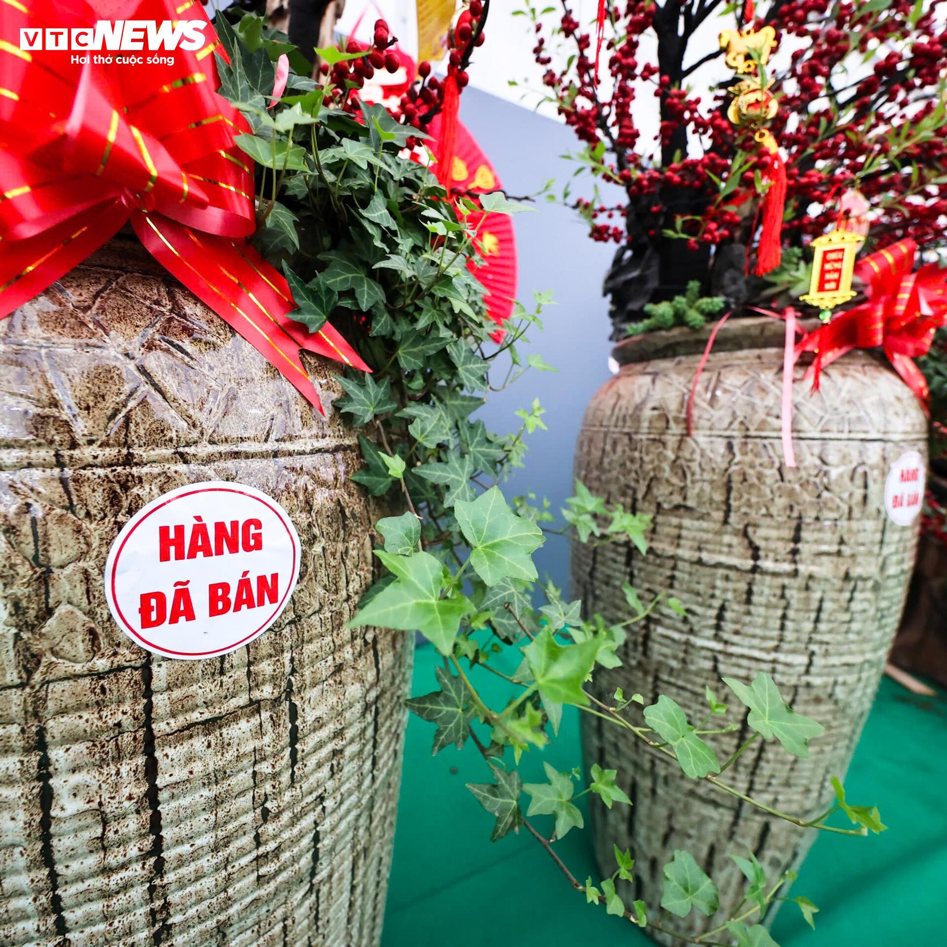 Đào đông khoe sắc đỏ rực đón Tết, giá lên đến vài trăm triệu đồng - 10