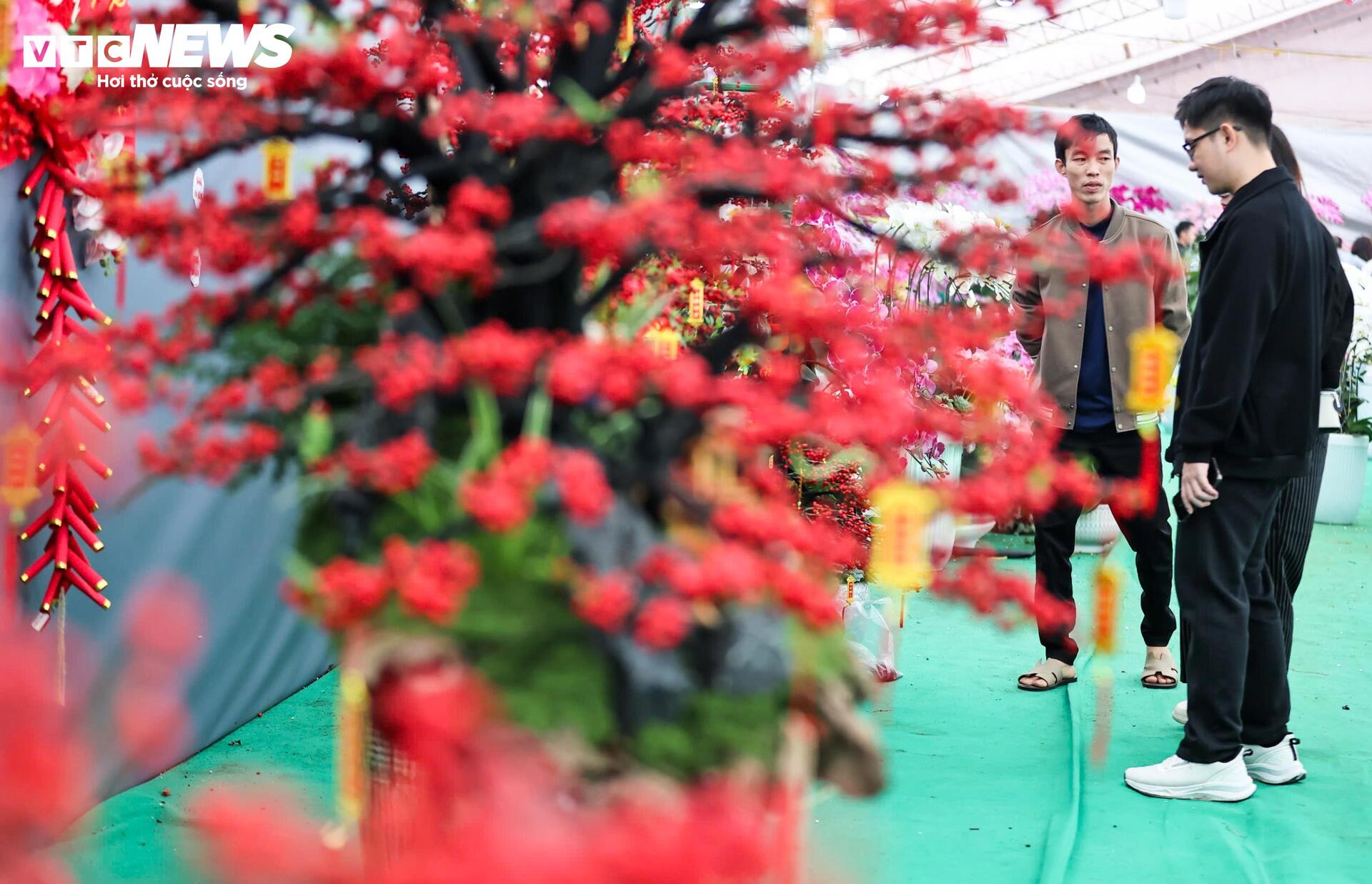 Đào đông khoe sắc đỏ rực đón Tết, giá lên đến vài trăm triệu đồng - 8