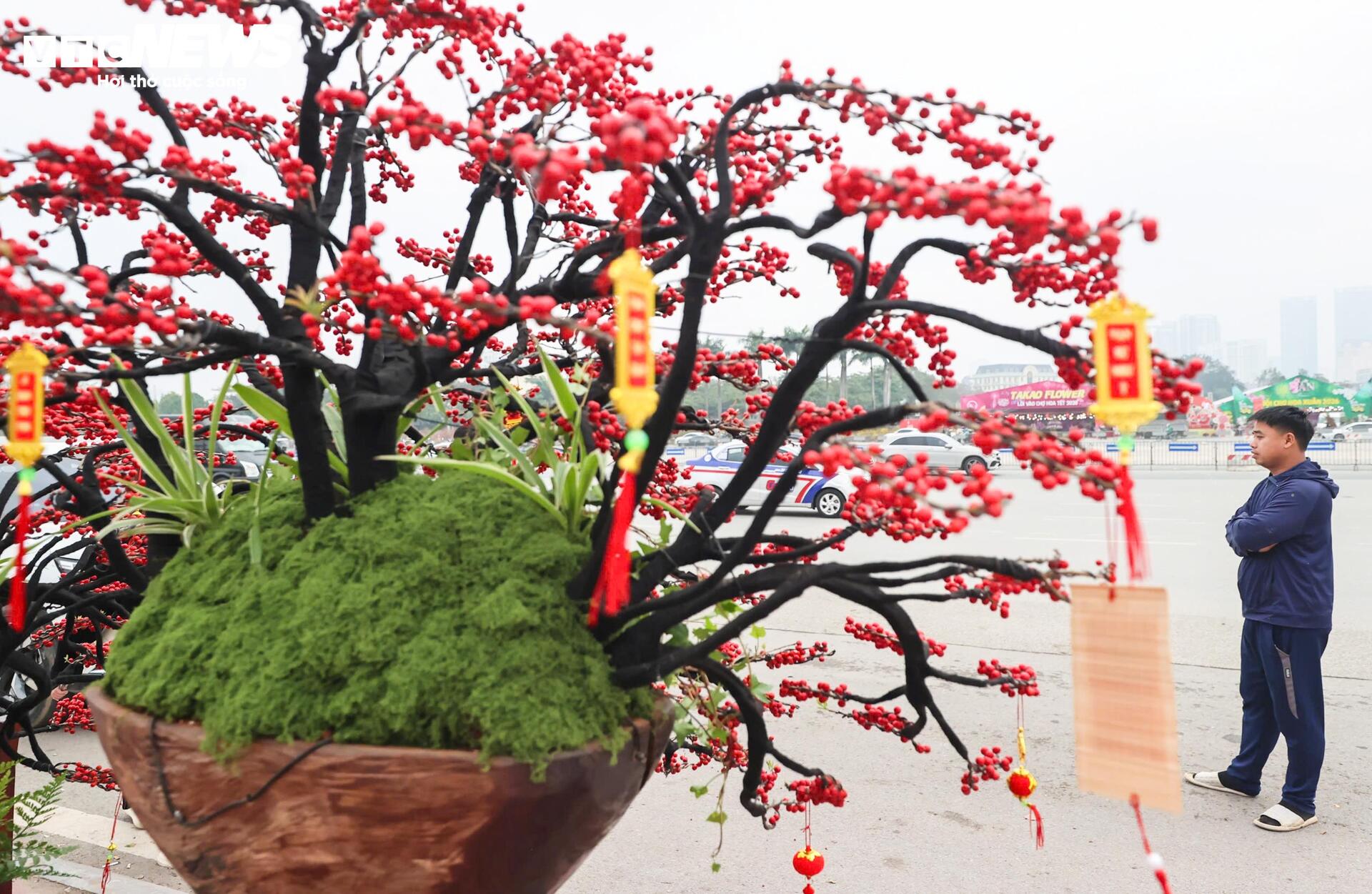 Đào đông khoe sắc đỏ rực đón Tết, giá lên đến vài trăm triệu đồng - 9