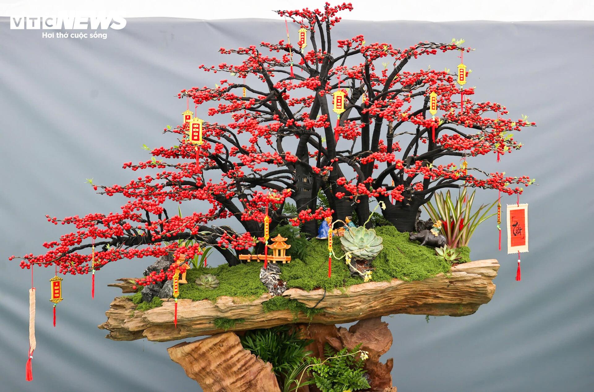 Đào đông khoe sắc đỏ rực đón Tết, giá lên đến vài trăm triệu đồng - 14